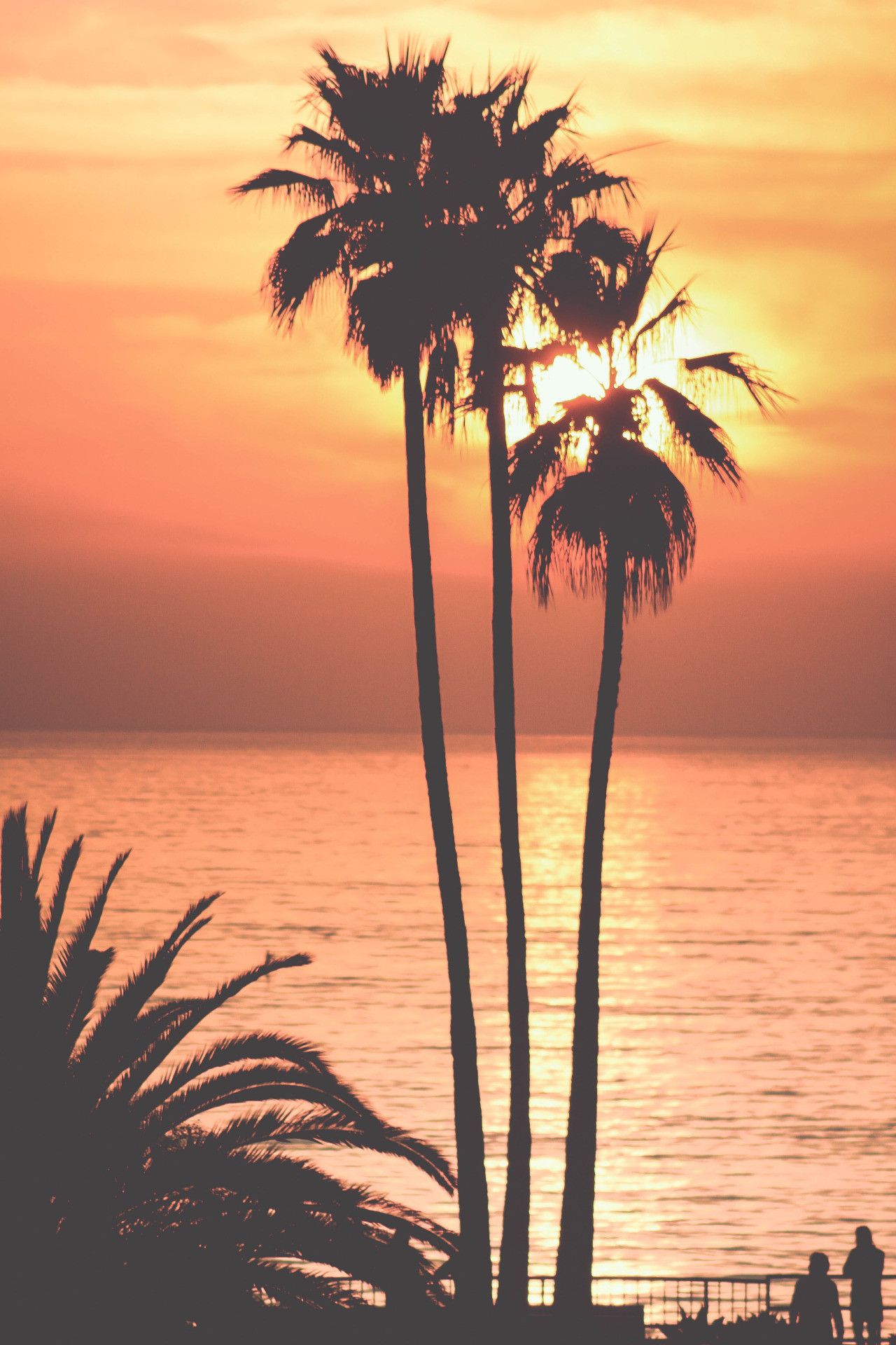 Palm Tree Sunset Iphone Wallpapers