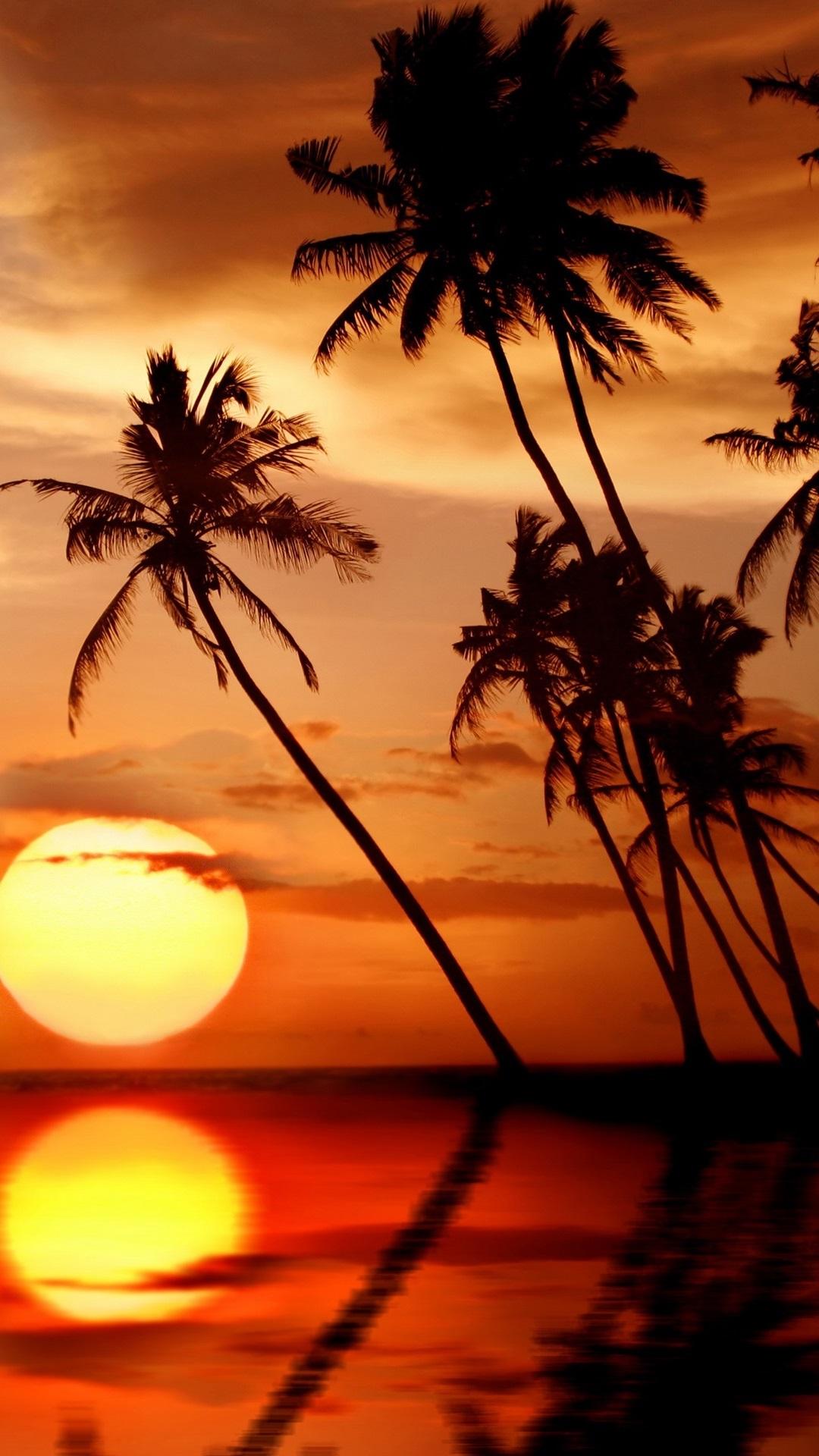 Palm Tree Sunset Iphone Wallpapers