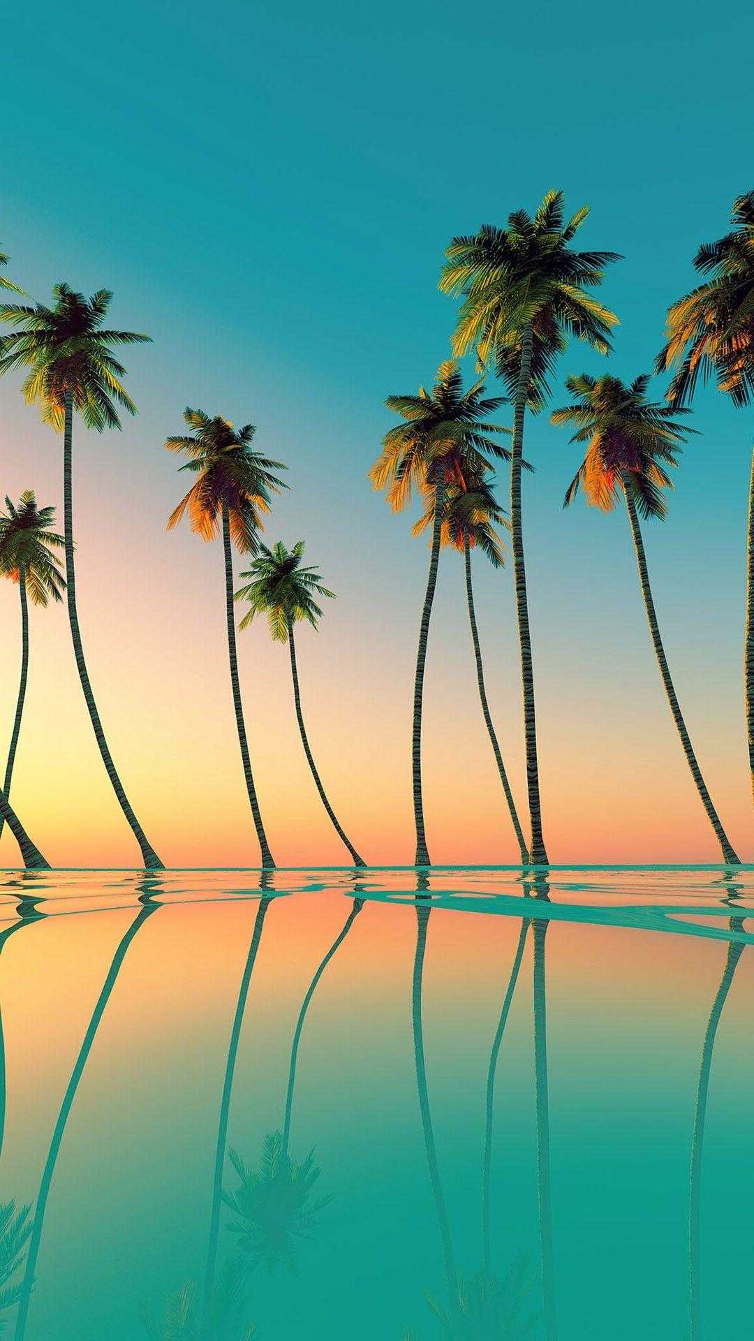 Palm Tree Sunset Iphone Wallpapers