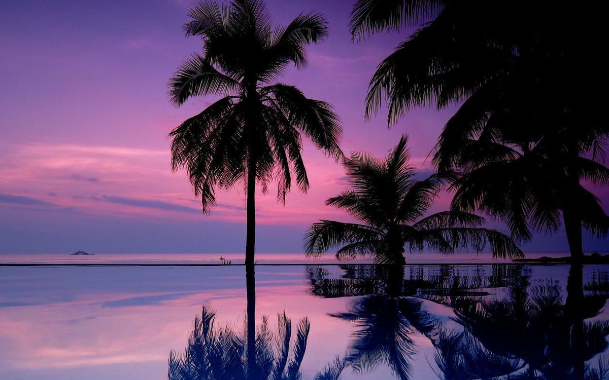 Palm Tree Sunset Iphone Wallpapers