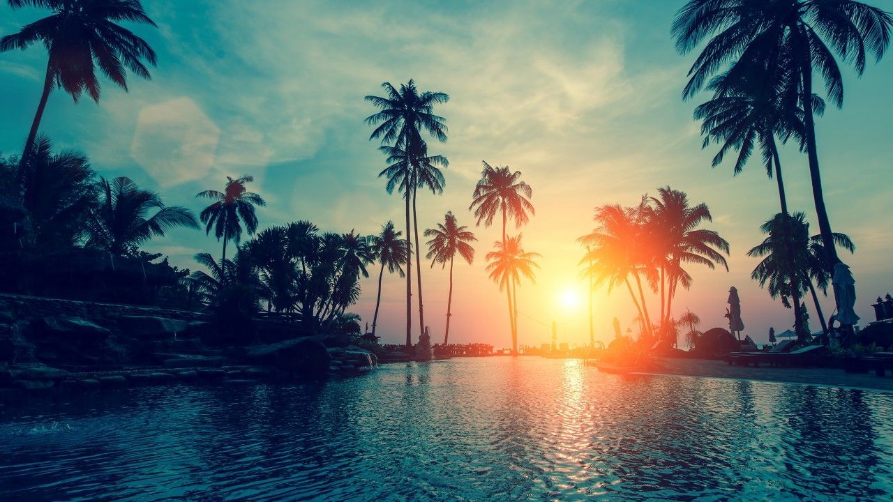 Palm Tree Sunset Iphone Wallpapers