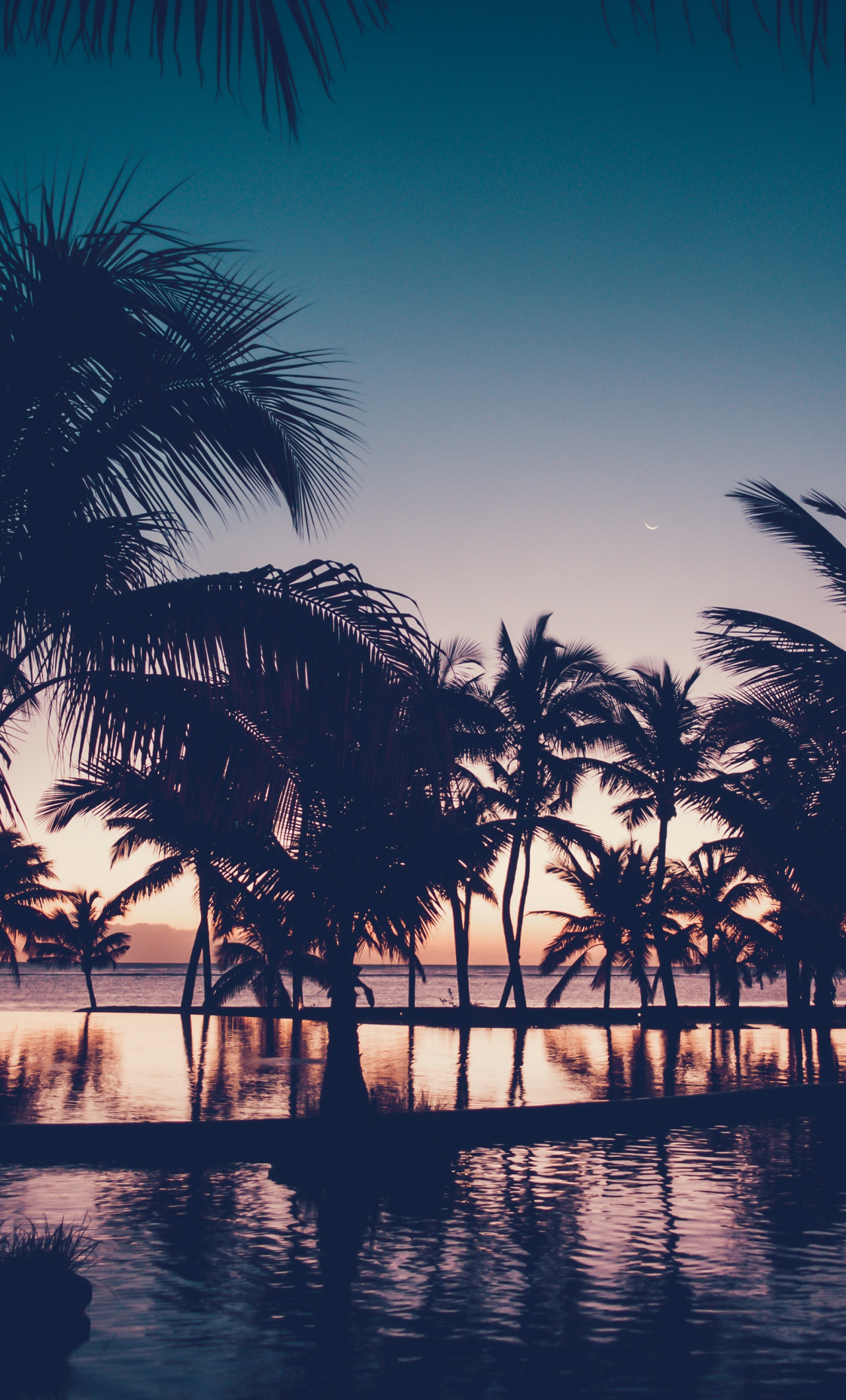 Palm Tree Sunset Iphone Wallpapers