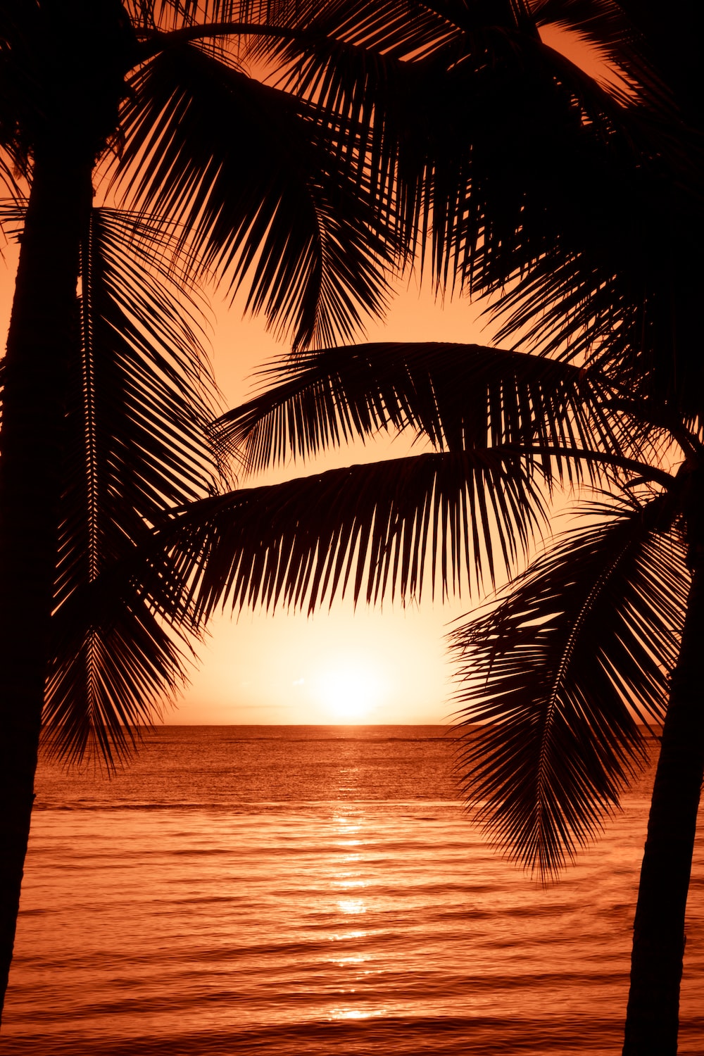 Palm Tree Sunset Wallpapers