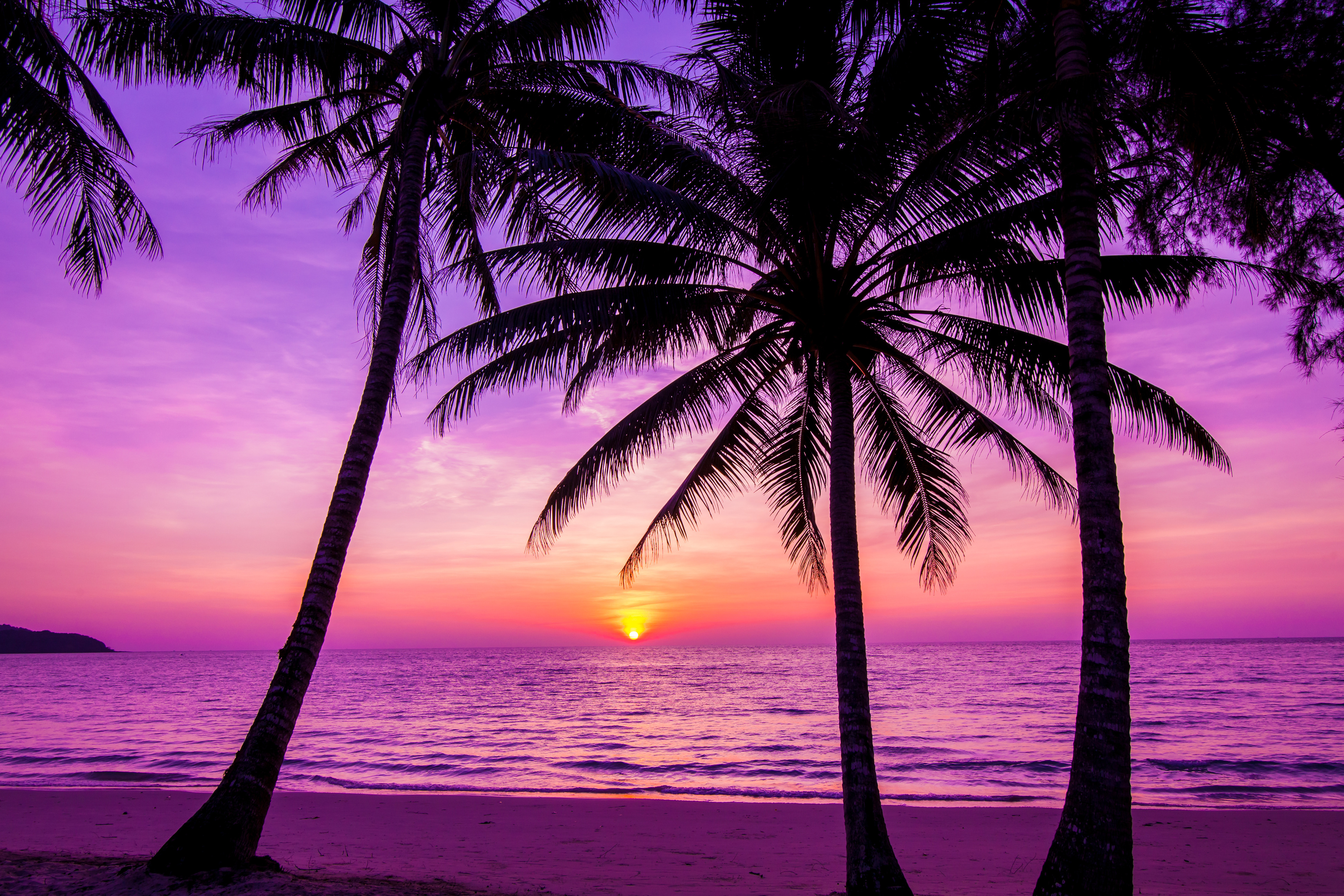 Palm Tree Sunset Wallpapers