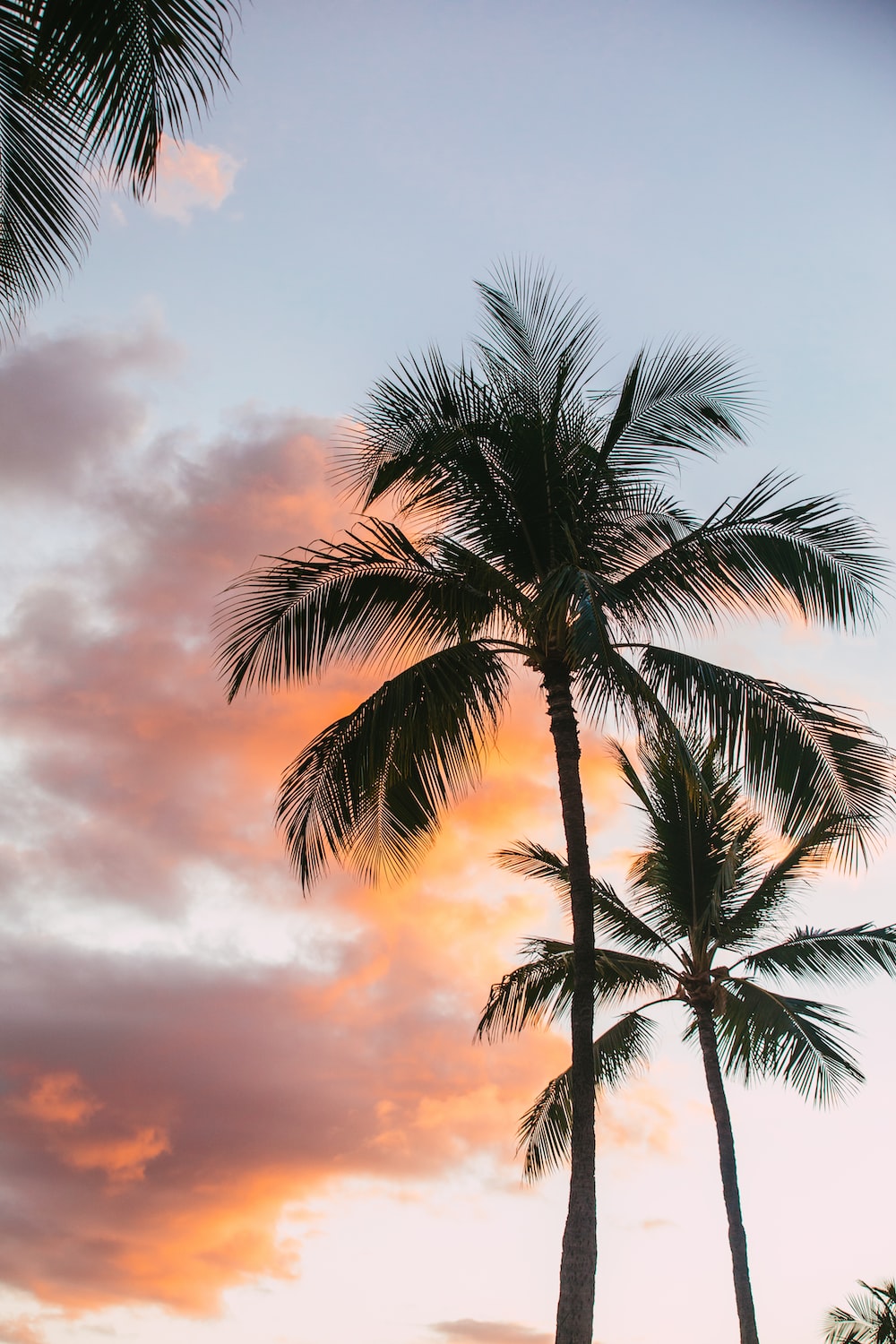 Palm Tree Sunset Wallpapers