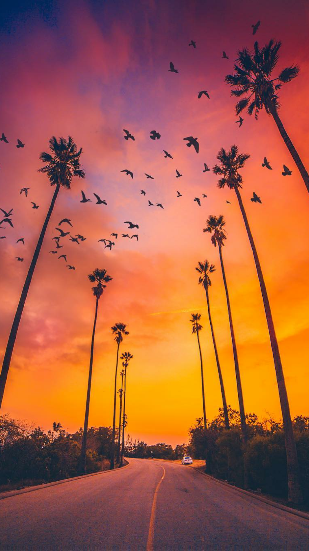 Palm Tree Sunset Wallpapers