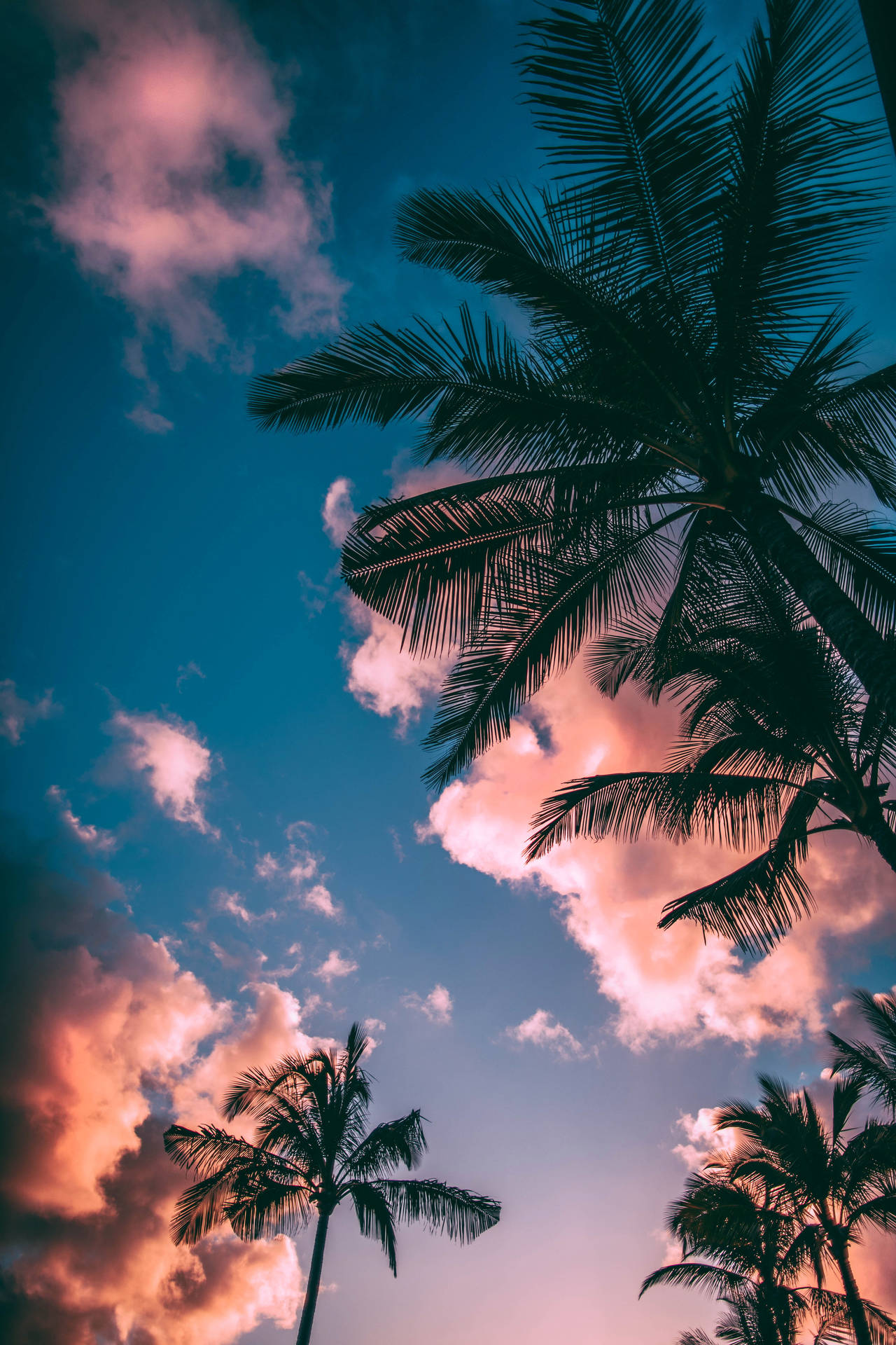 Palm Tree Sunset Wallpapers