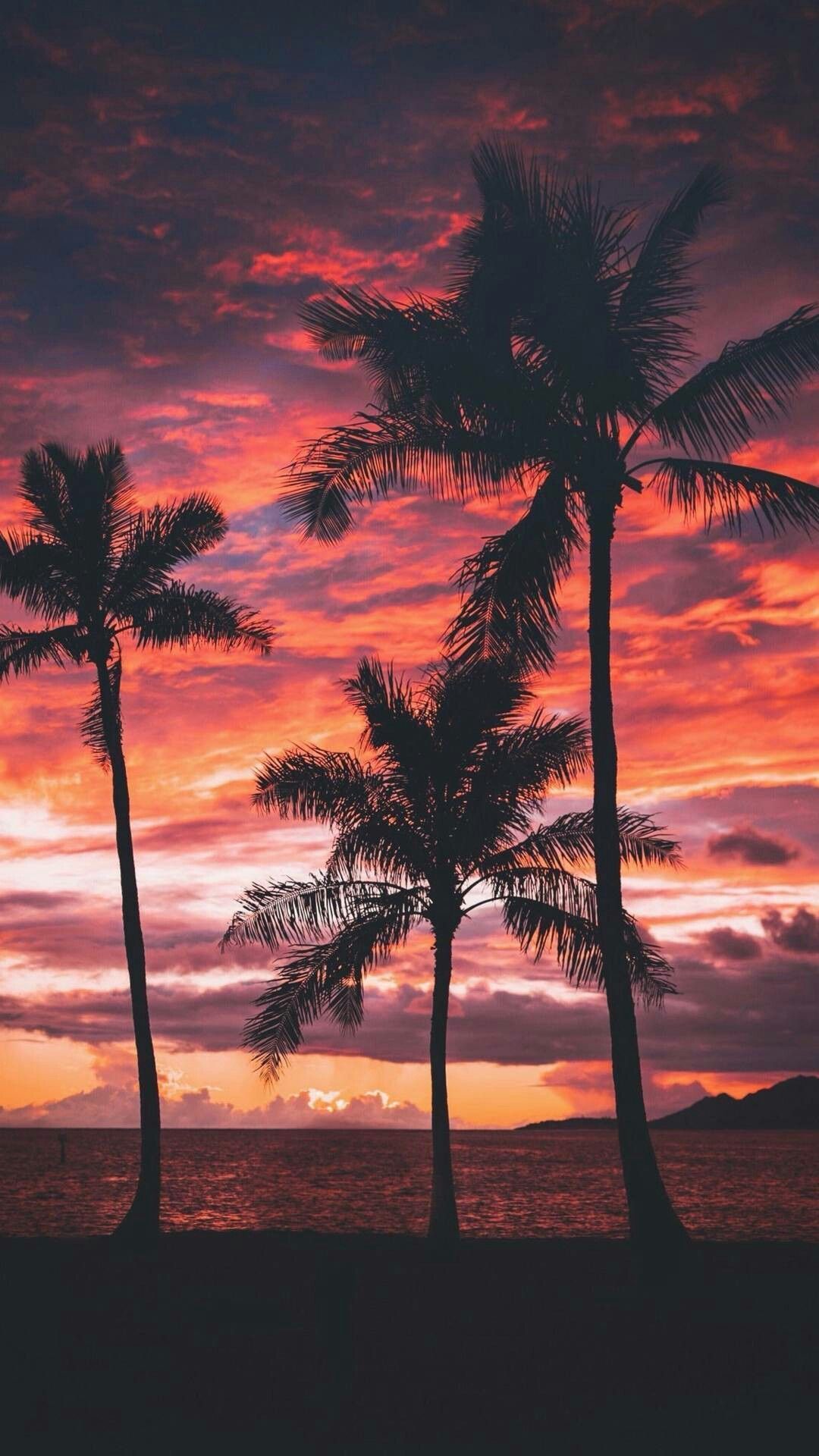 Palm Tree Sunset Wallpapers