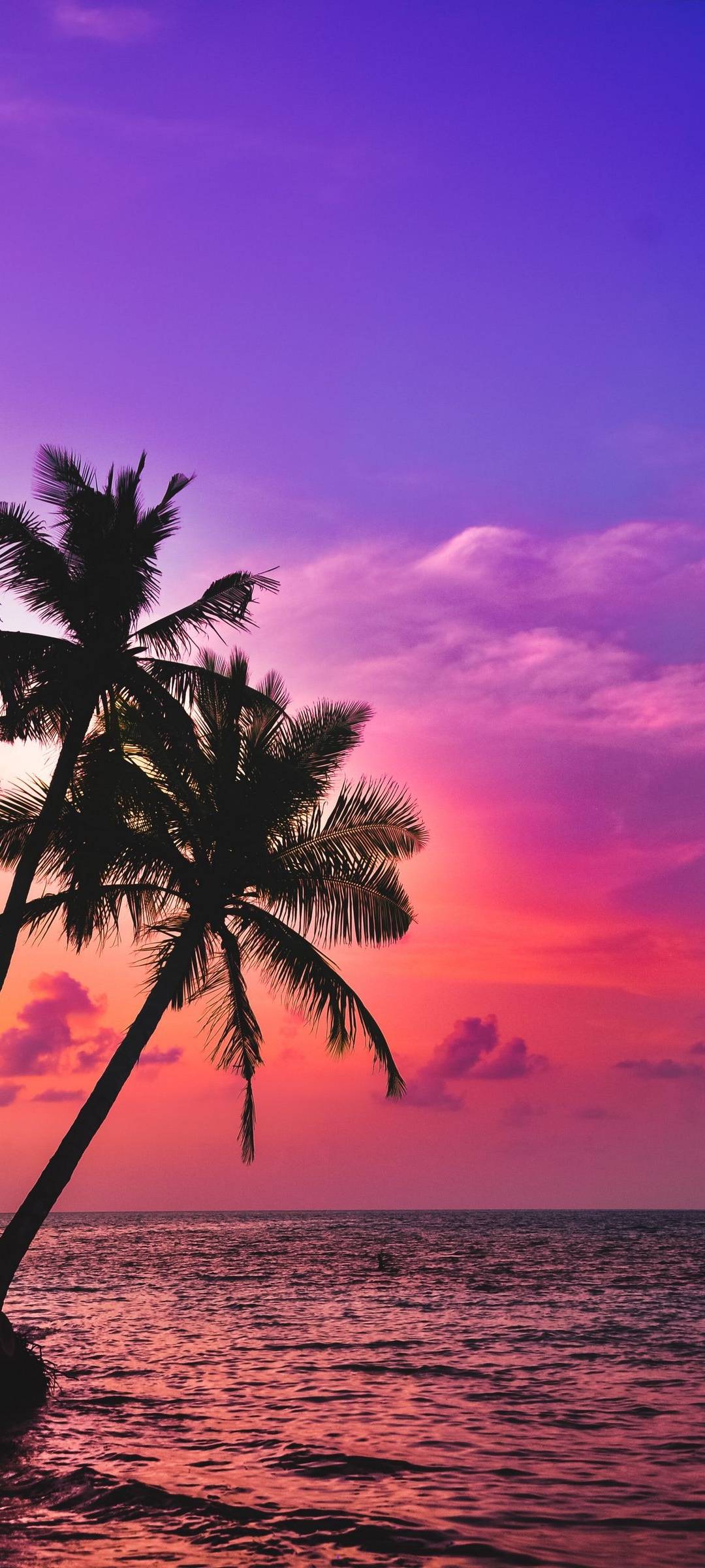 Palm Tree Sunset Wallpapers