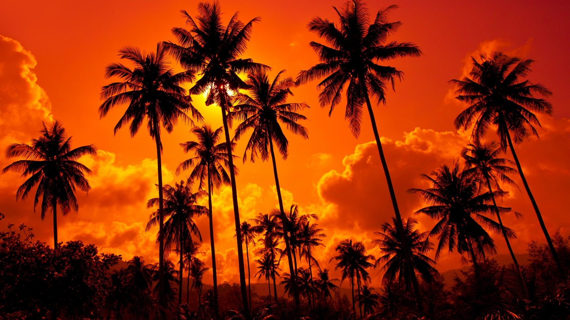 Palm Tree Sunset Wallpapers