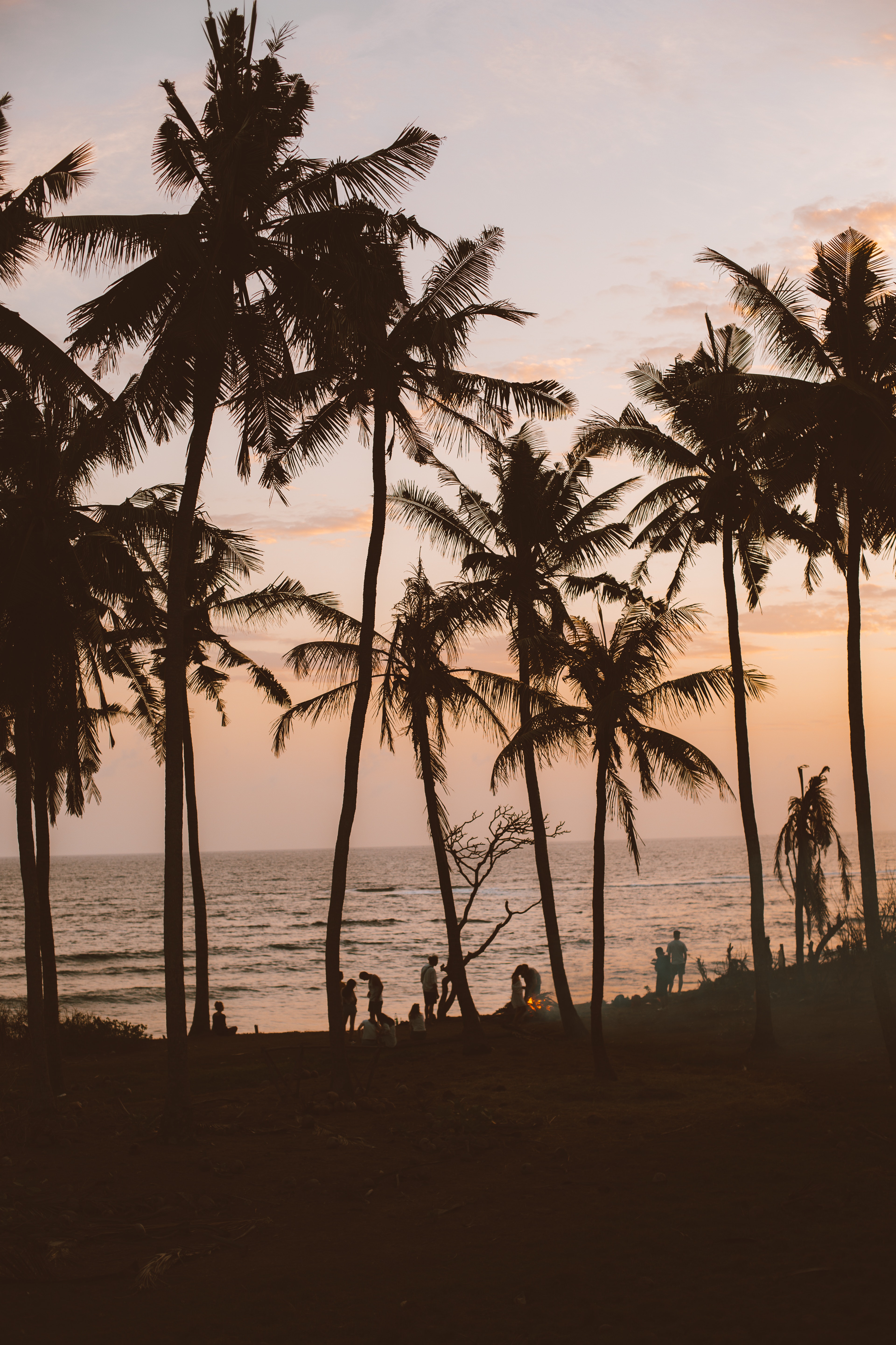 Palm Tree Sunset Wallpapers