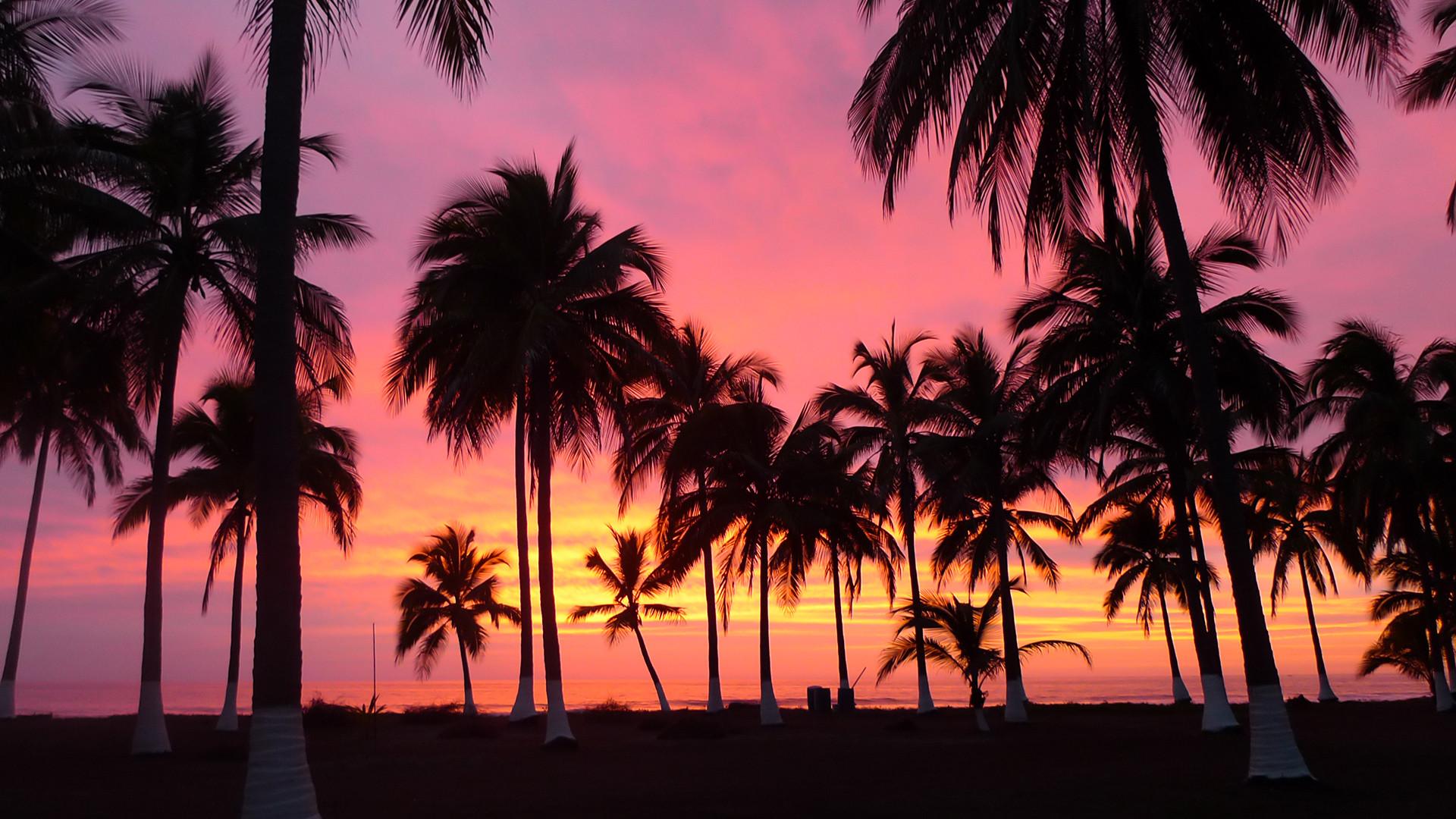 Palm Tree Sunset Wallpapers