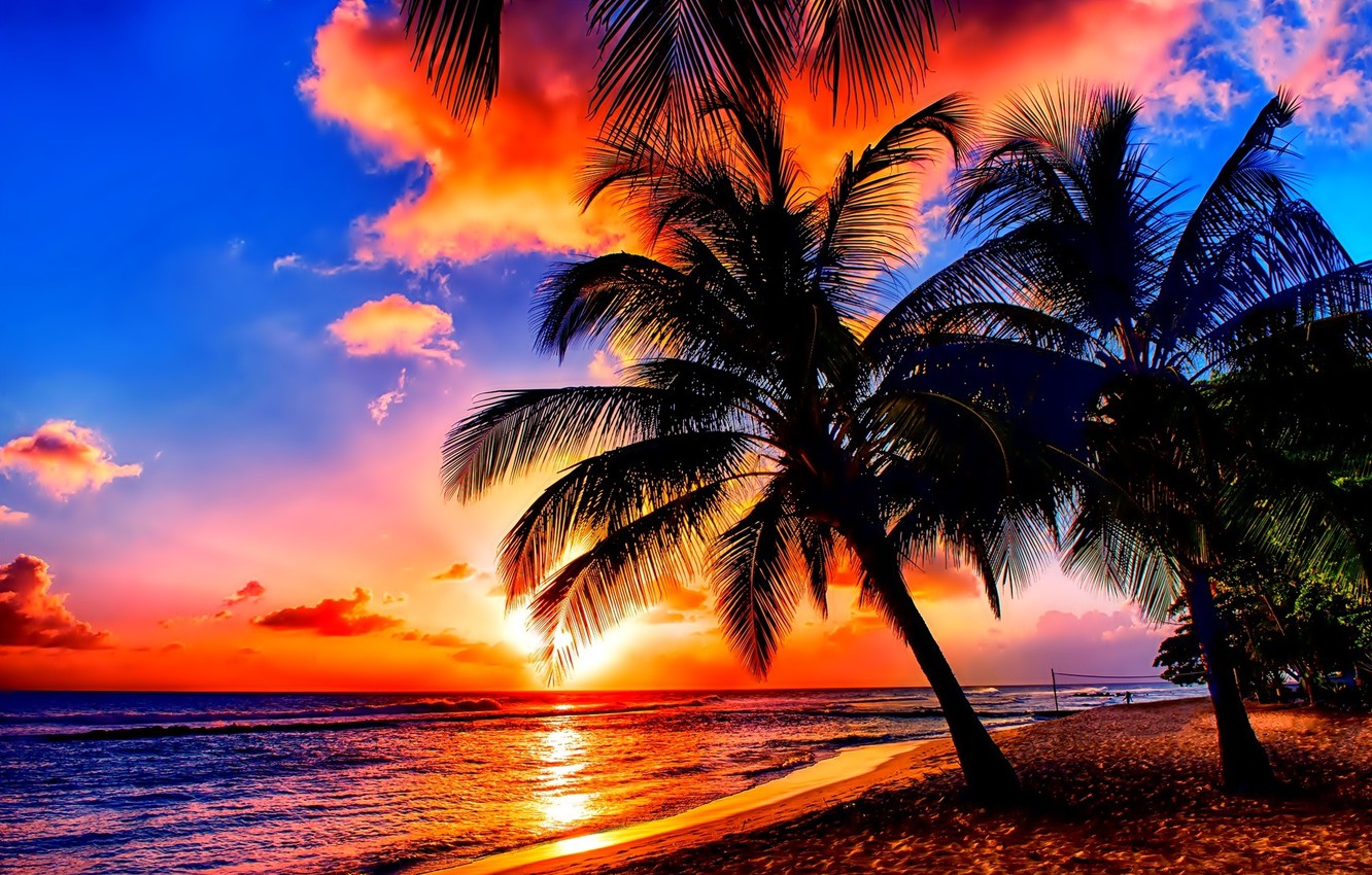Palm Tree Sunset Wallpapers