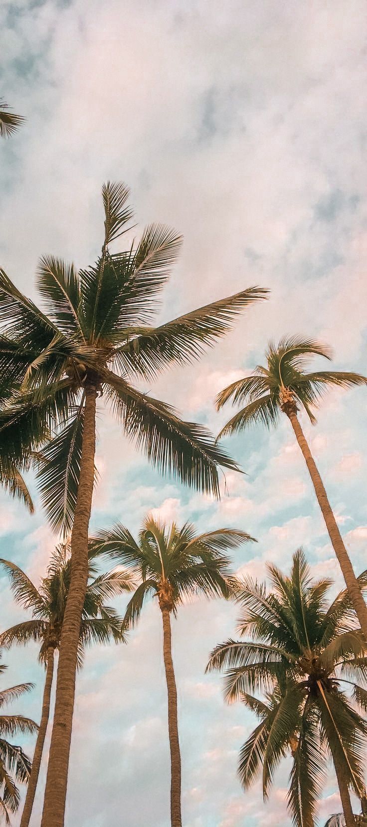 Palm Tree Wallpapers