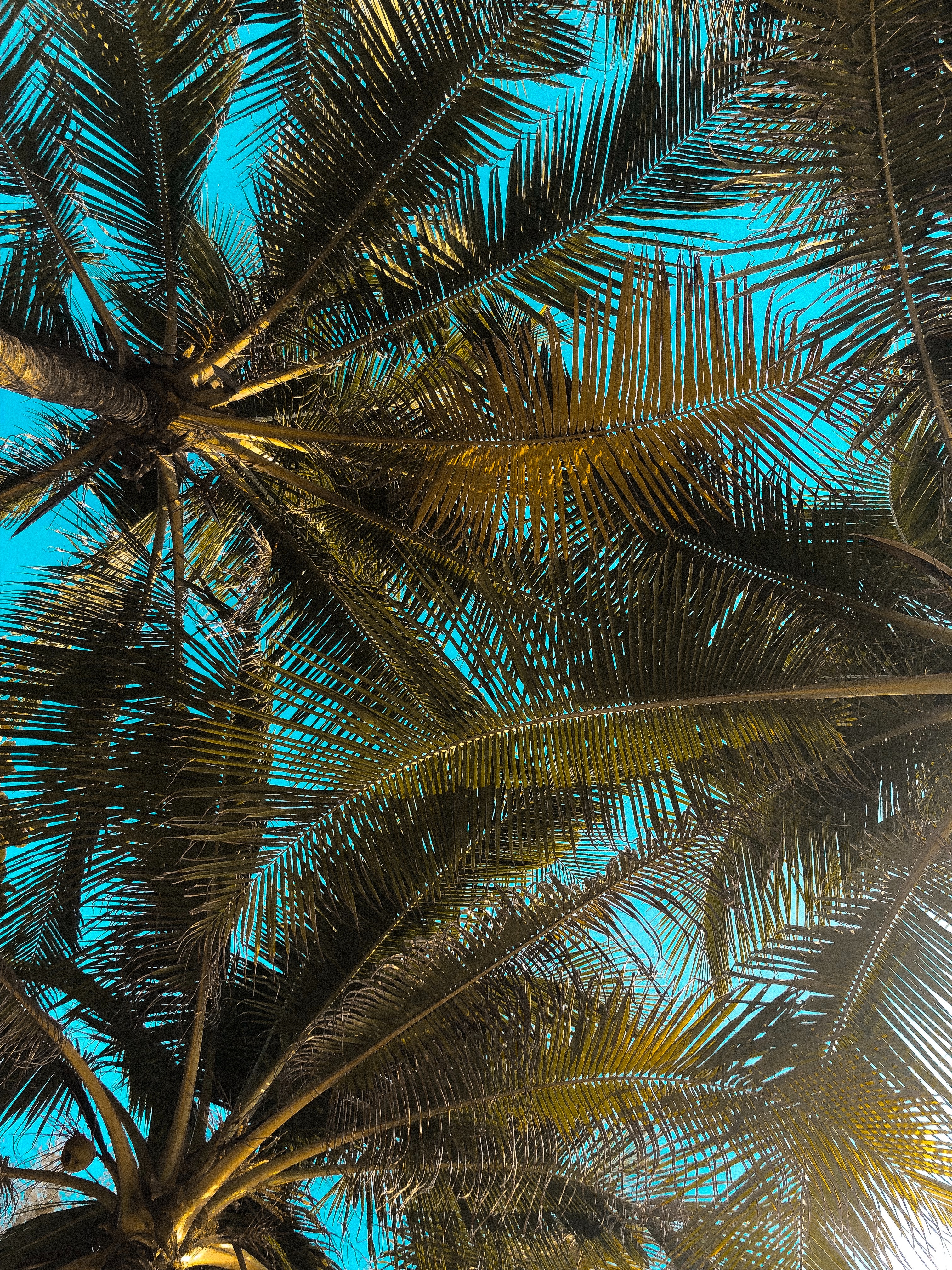 Palm Tree Wallpapers