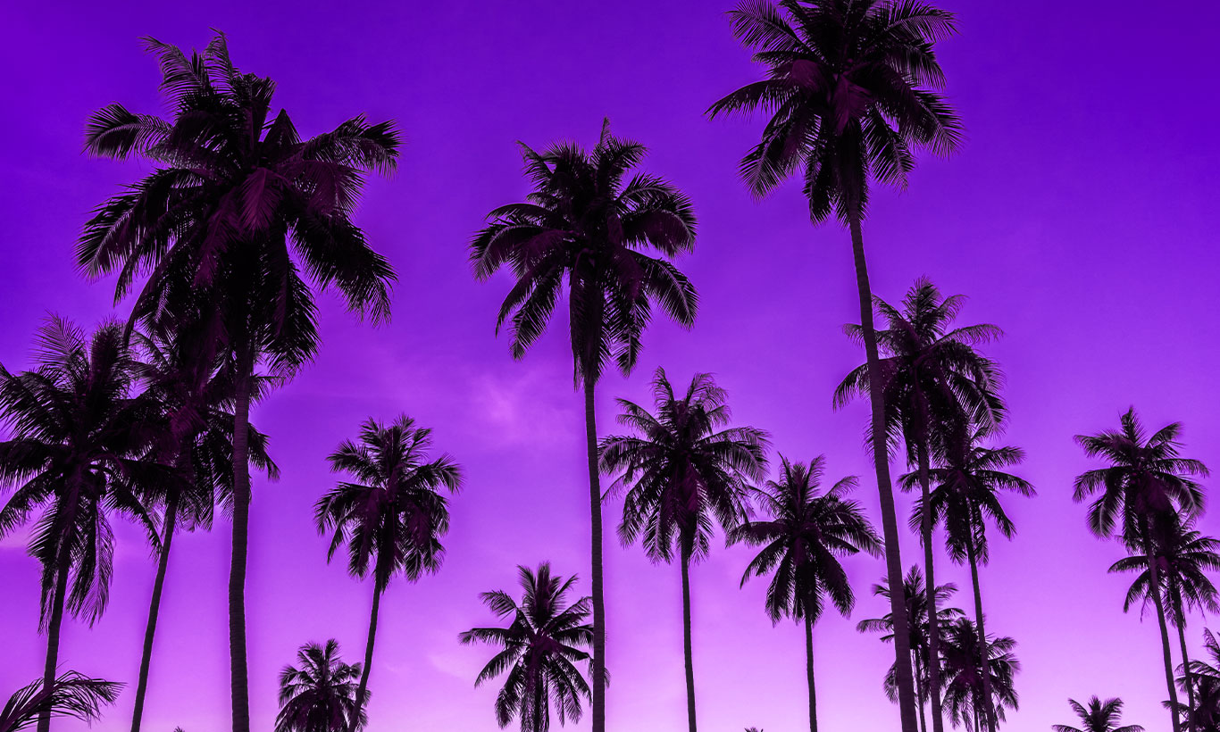 Palm Tree Wallpapers