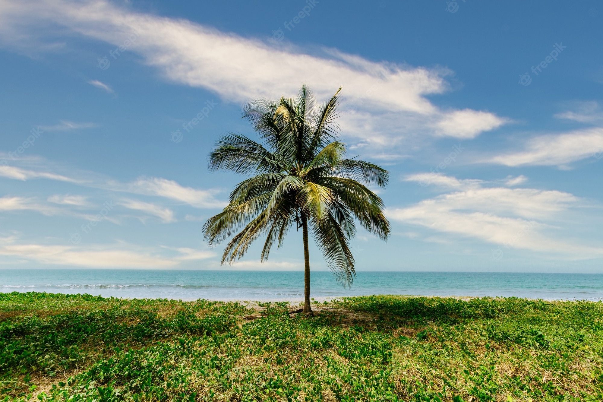 Palm Trees In The Middle Of Ocean Wallpapers