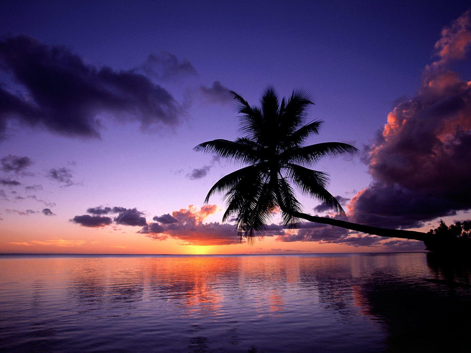 Palm Trees In The Middle Of Ocean Wallpapers