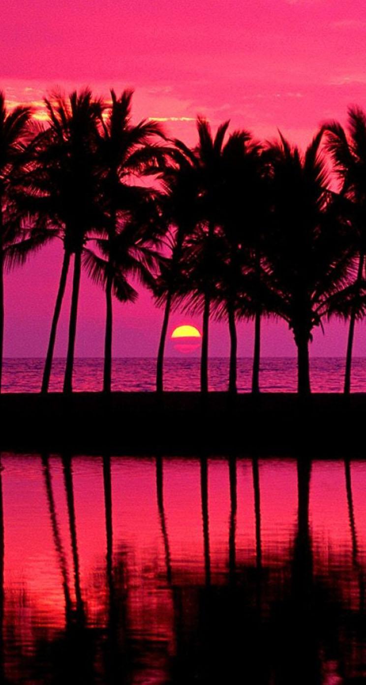 Palm Trees Reflection Sunset Wallpapers