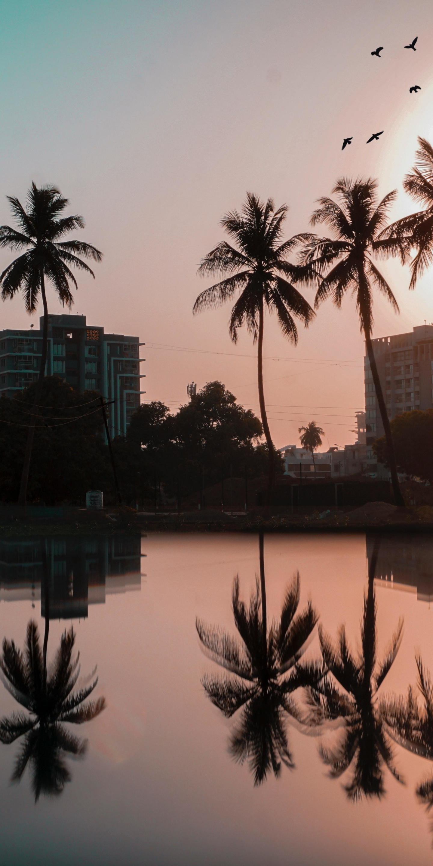 Palm Trees Reflection Sunset Wallpapers