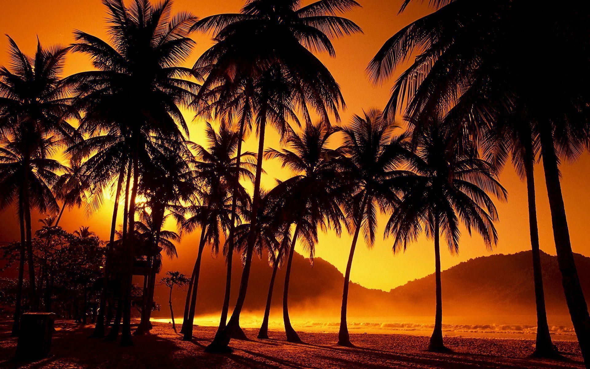 Palm Trees Reflection Sunset Wallpapers