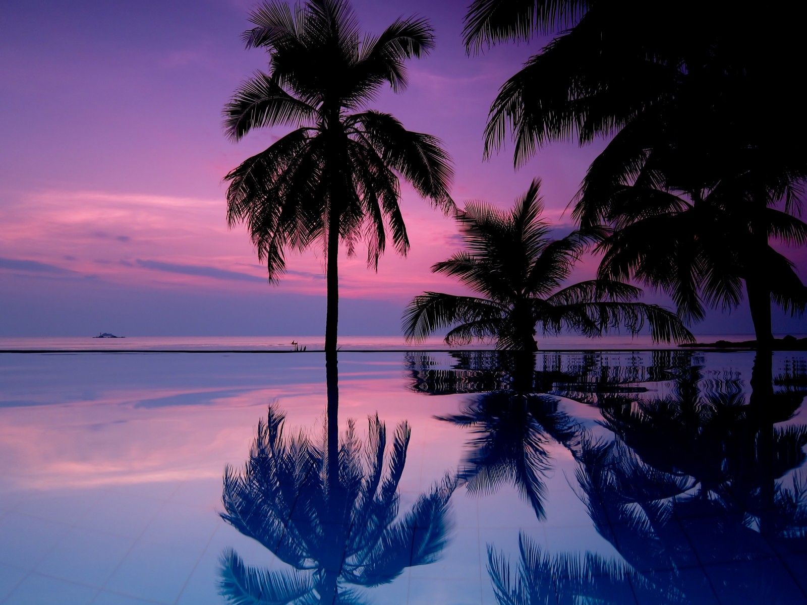 Palm Trees Reflection Sunset Wallpapers