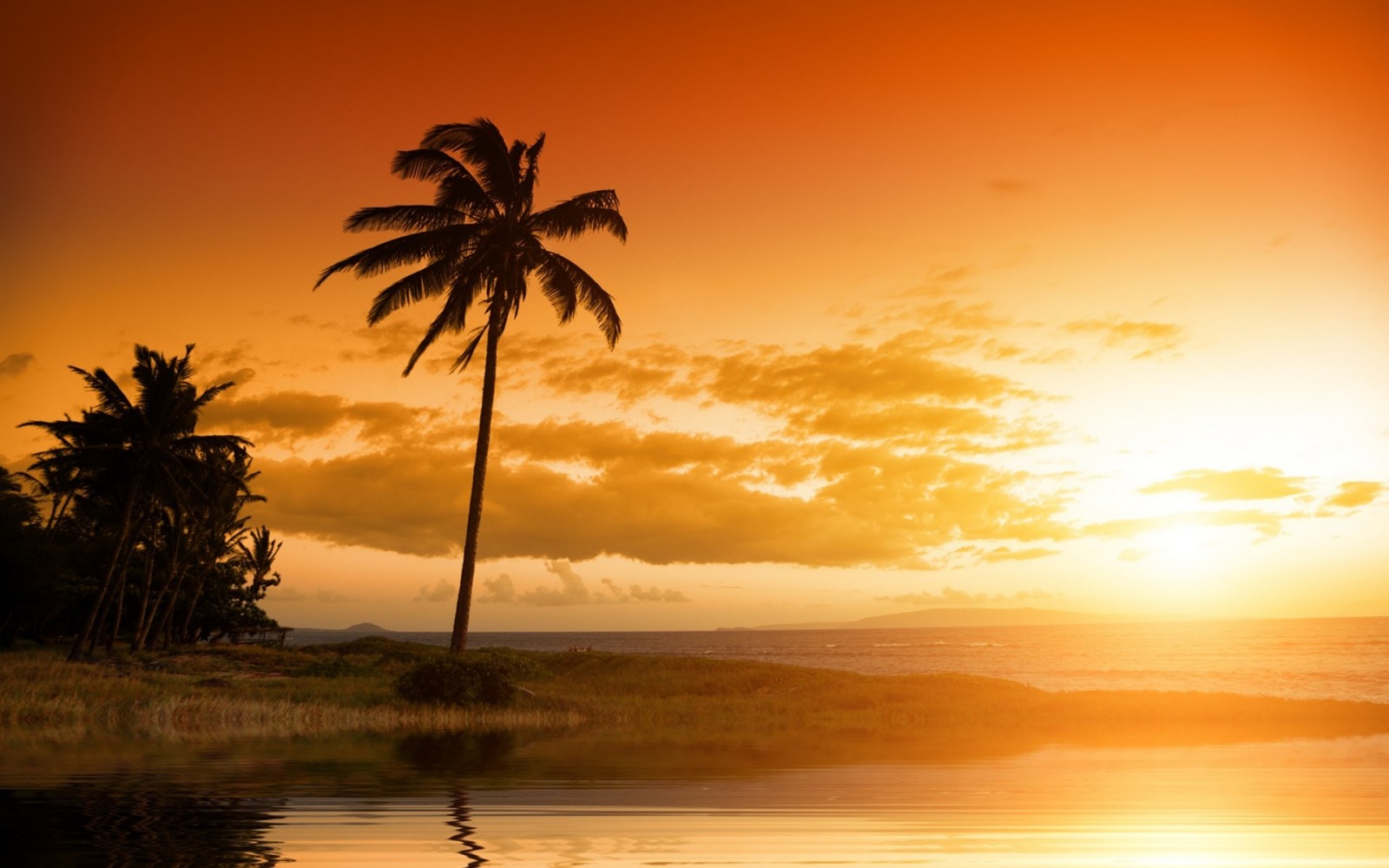 Palm Trees Reflection Sunset Wallpapers