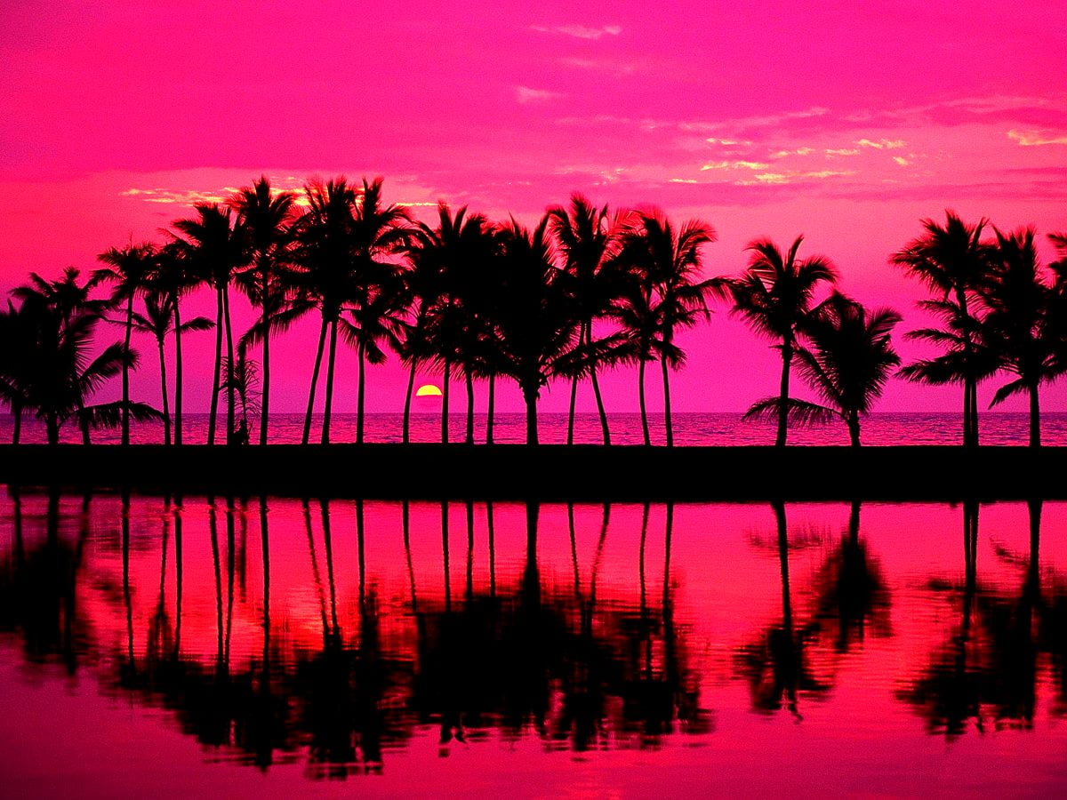 Palm Trees Reflection Sunset Wallpapers