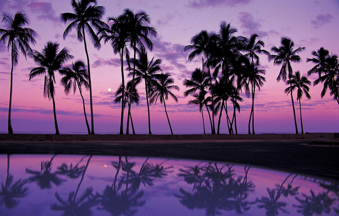 Palm Trees Reflection Sunset Wallpapers