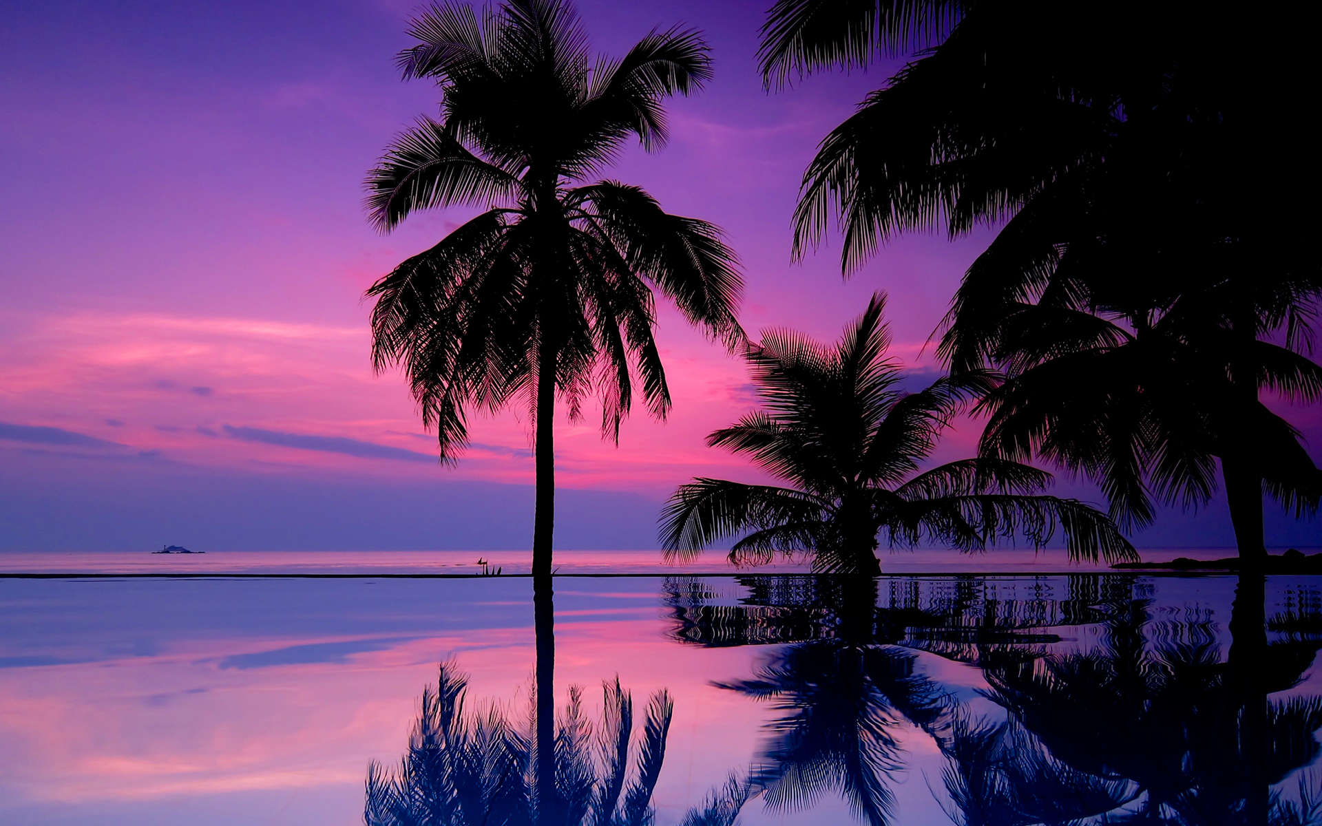 Palm Trees Reflection Sunset Wallpapers