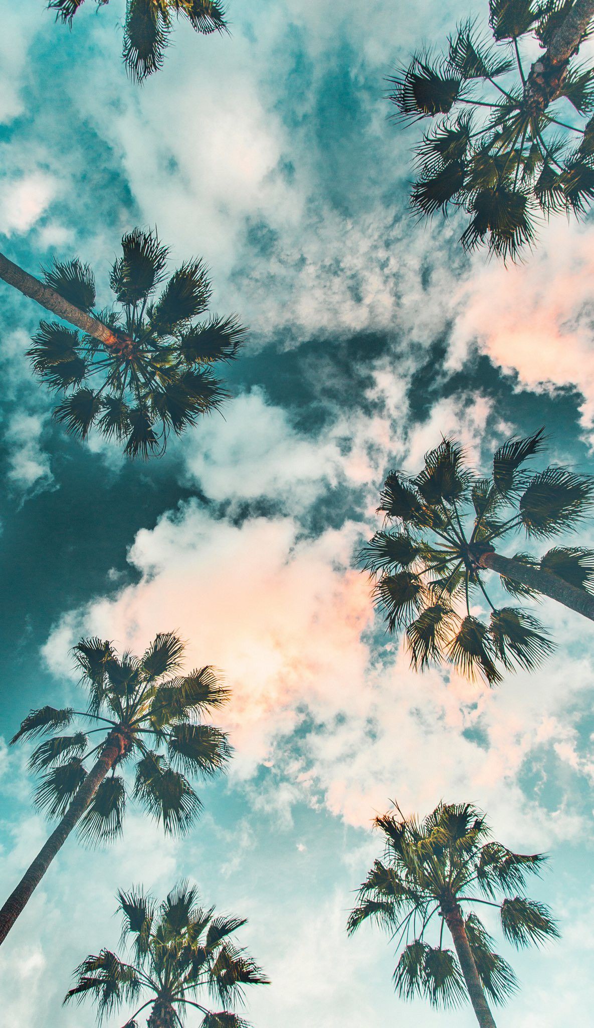 Palm Trees Wallpapers