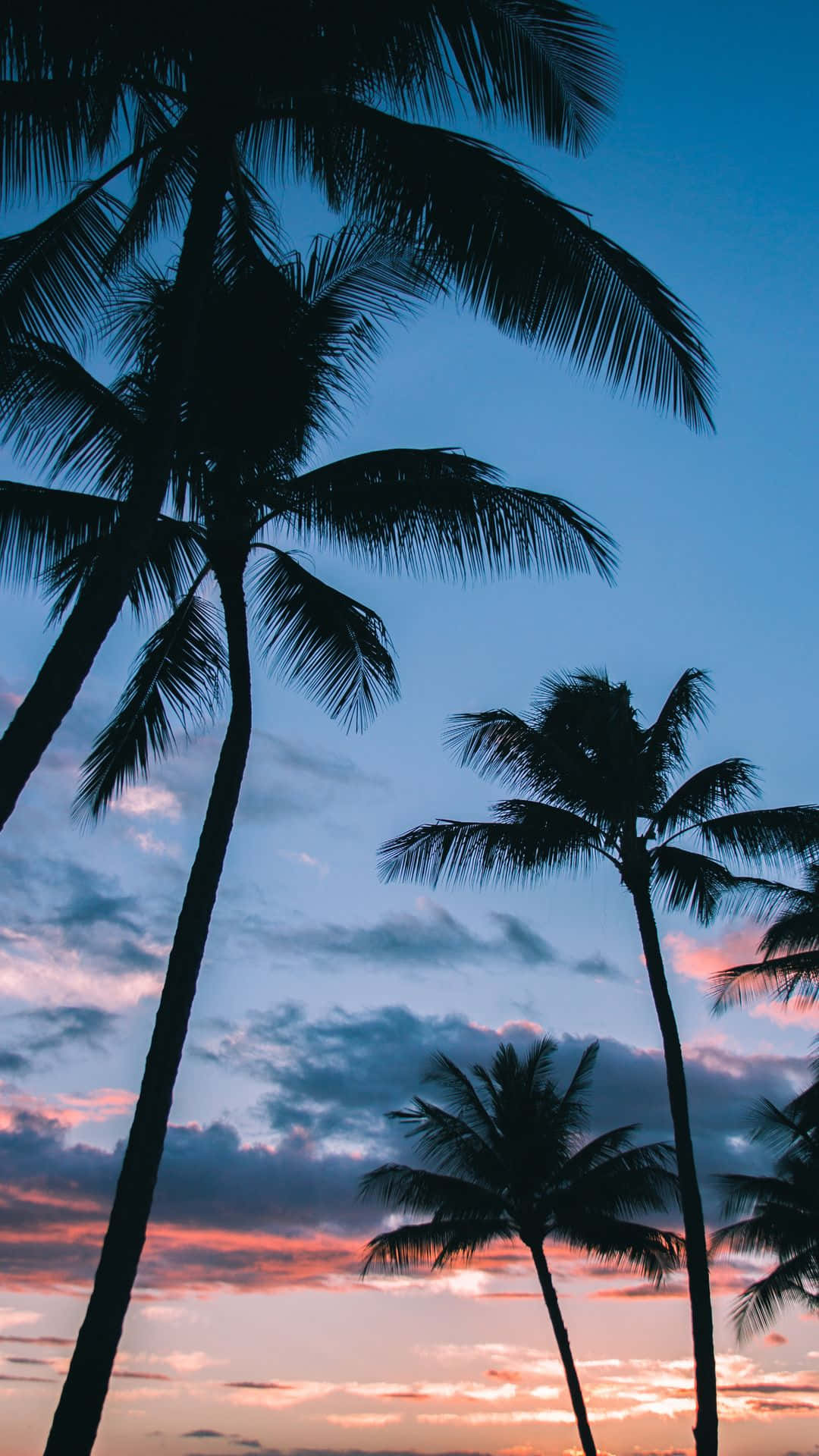 Palm Trees Wallpapers