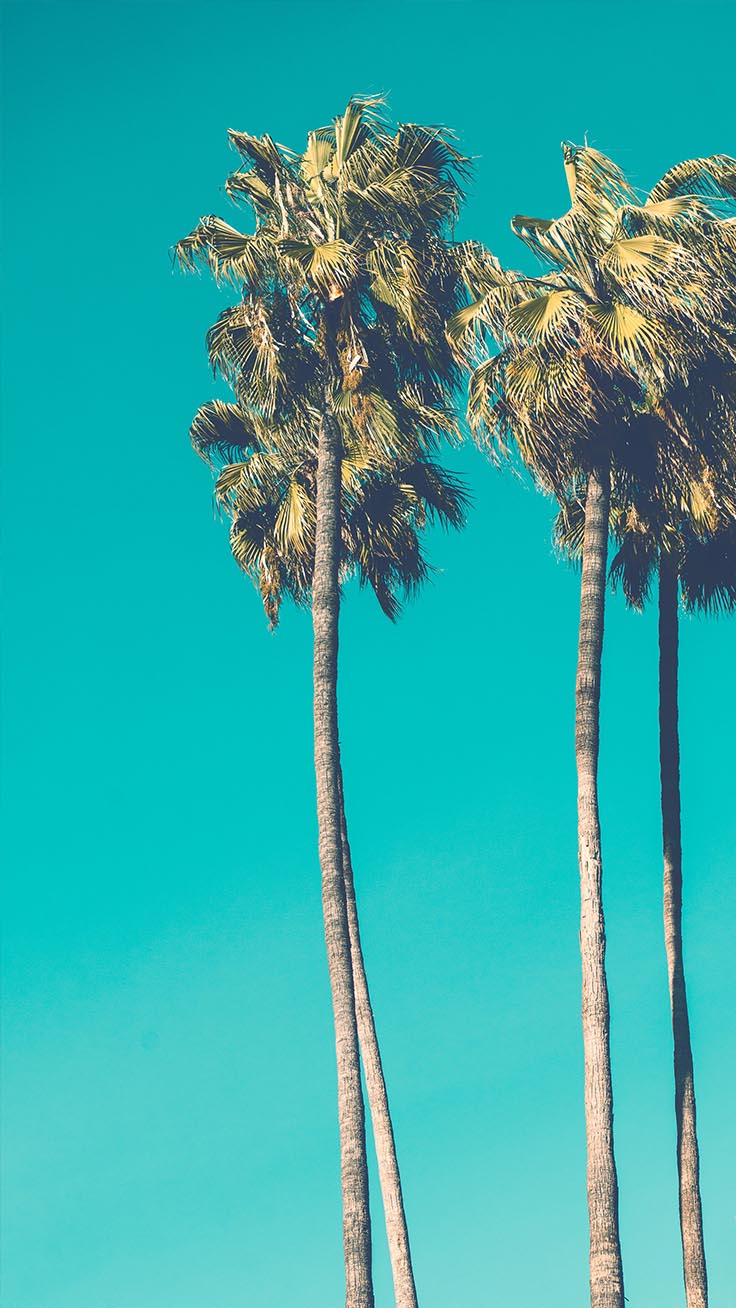 Palm Trees Wallpapers