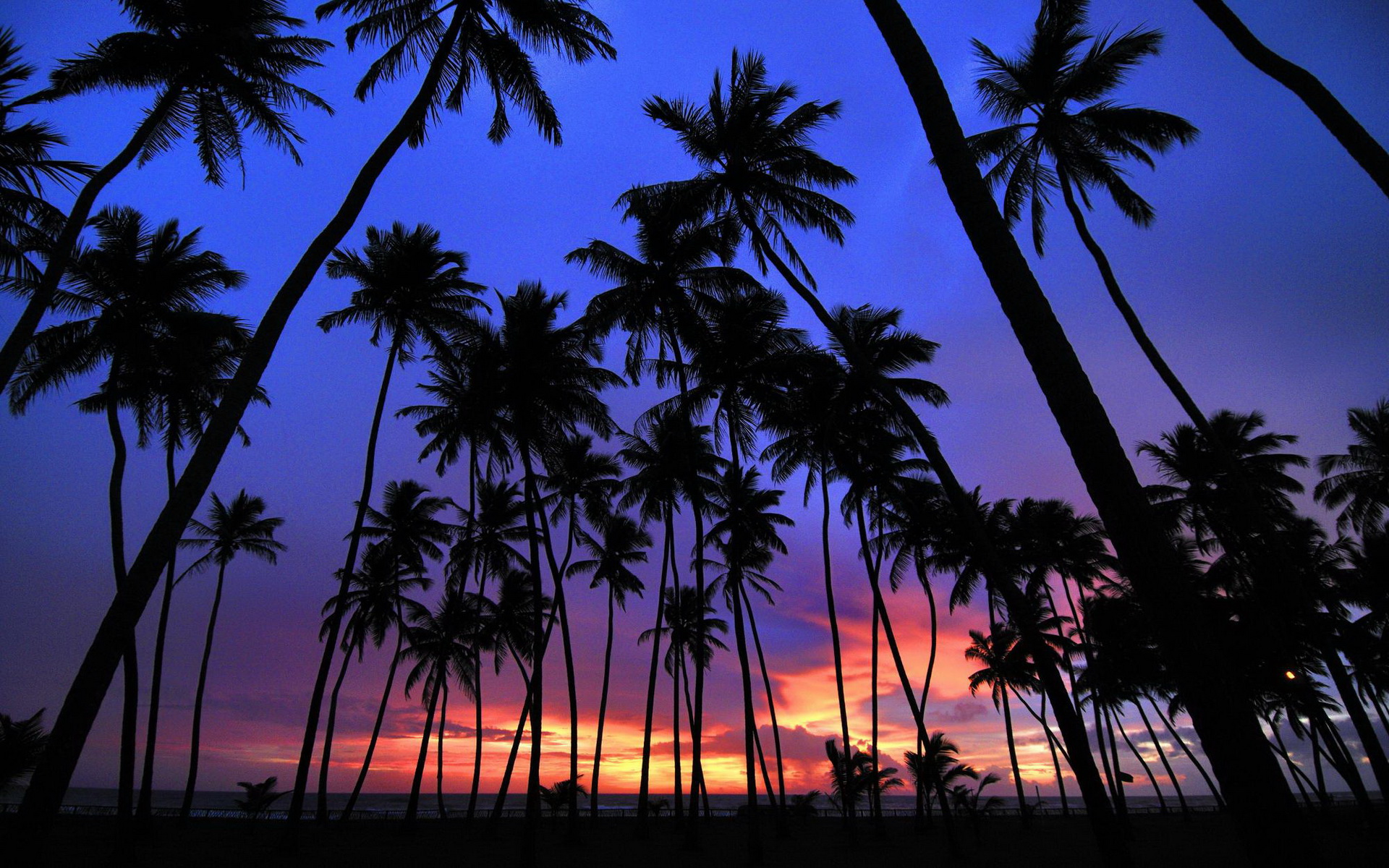 Palm Trees Wallpapers