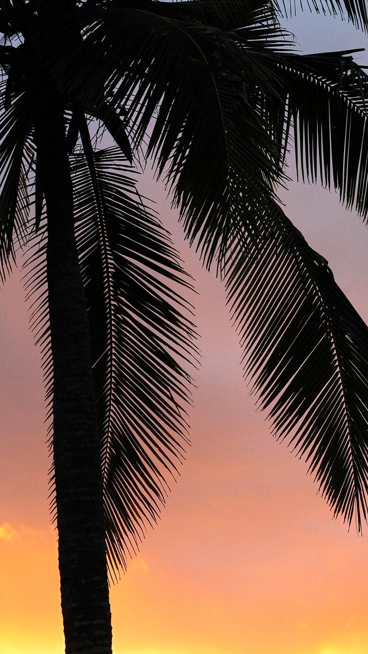 Palm Trees Wallpapers