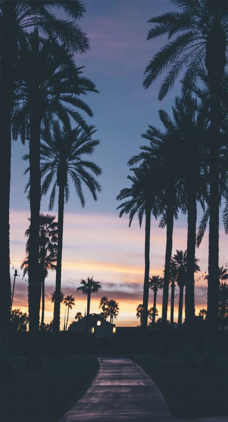 Palm Trees Wallpapers