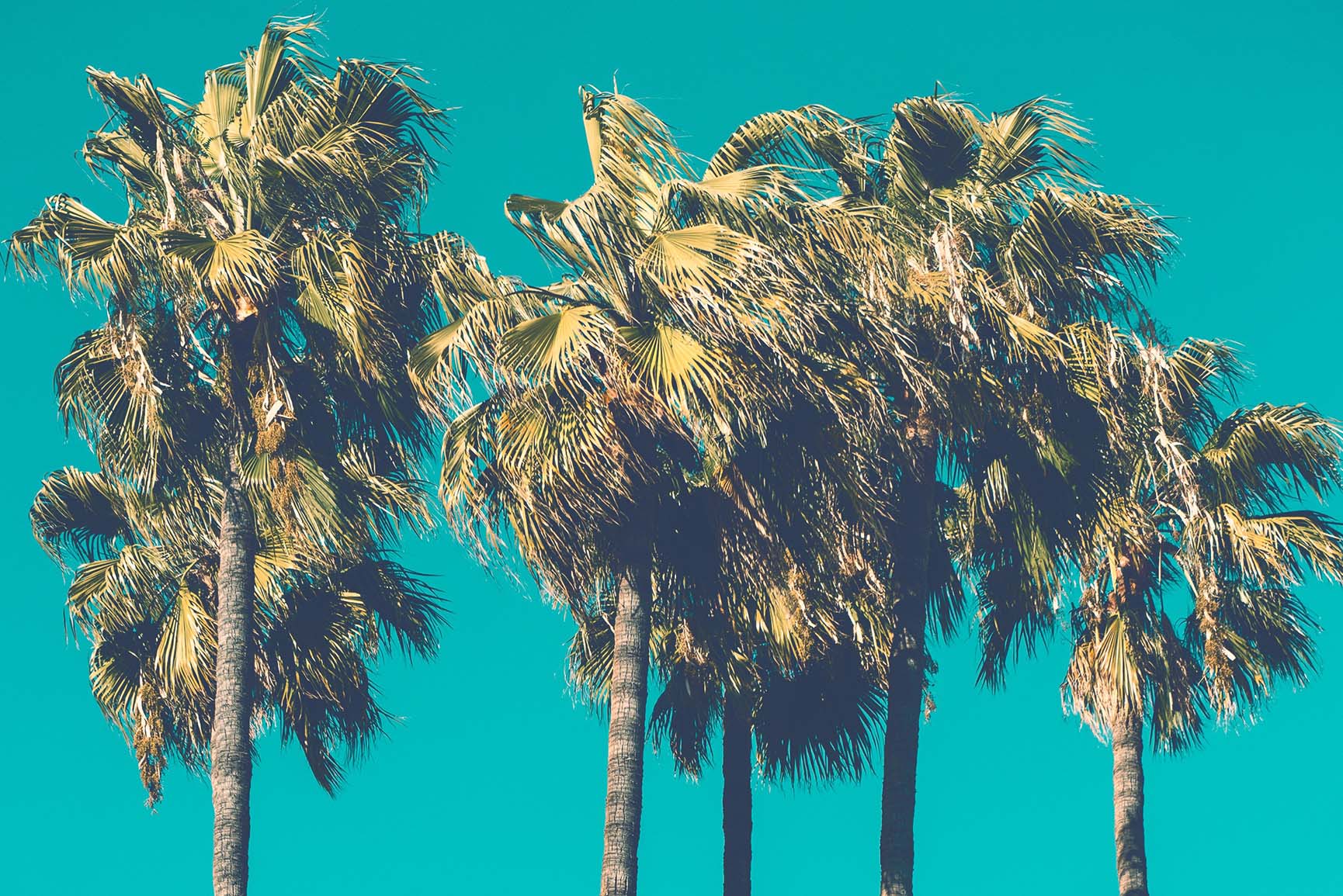 Palm Trees Wallpapers