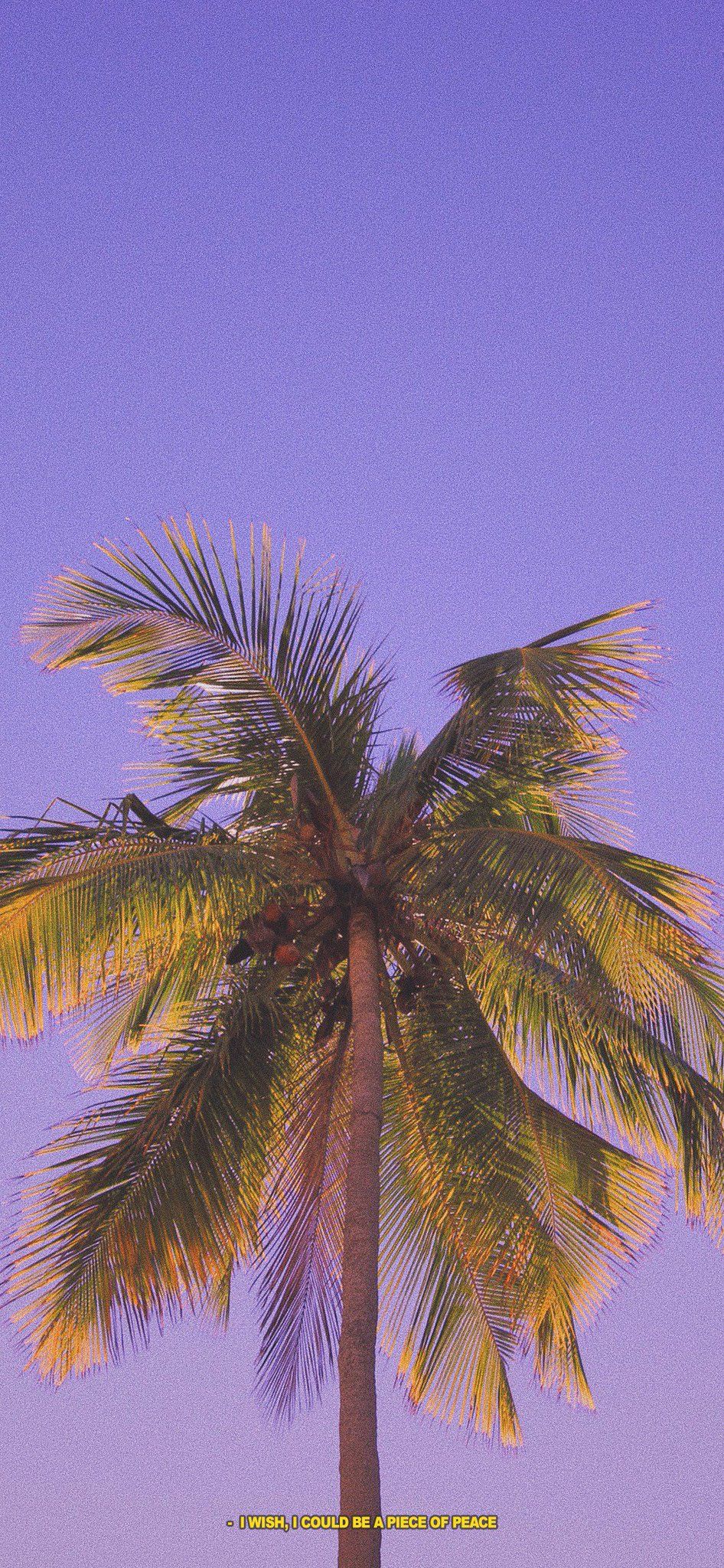 Palm Trees Wallpapers