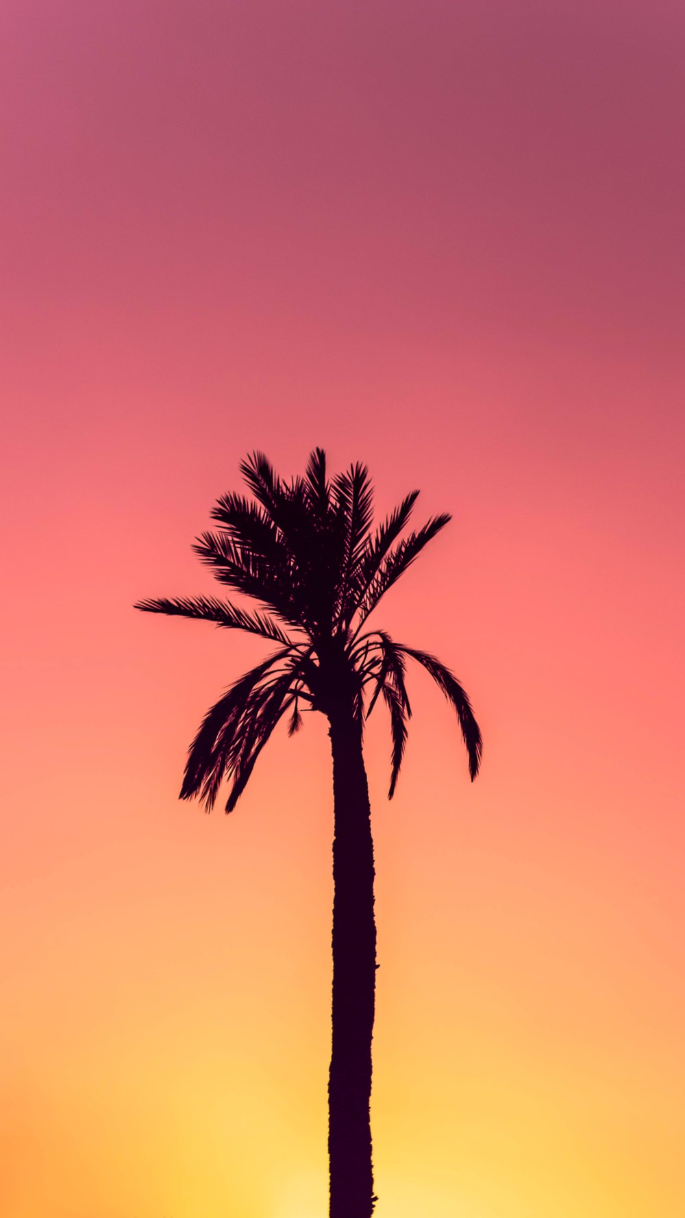 Palm Trees Wallpapers