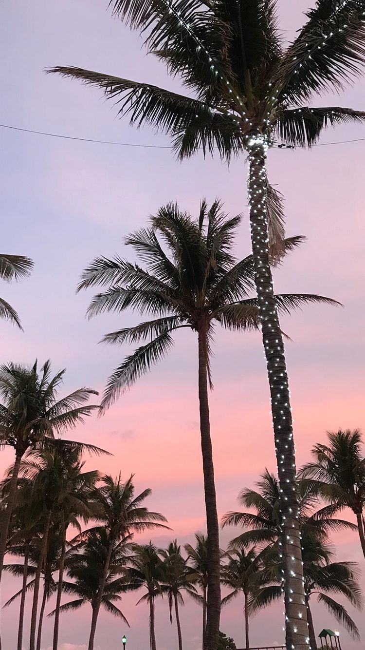 Palm Trees Wallpapers