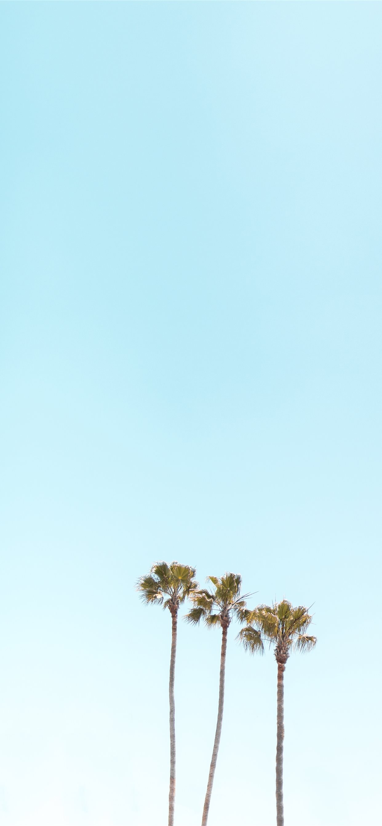 Palm Trees Wallpapers