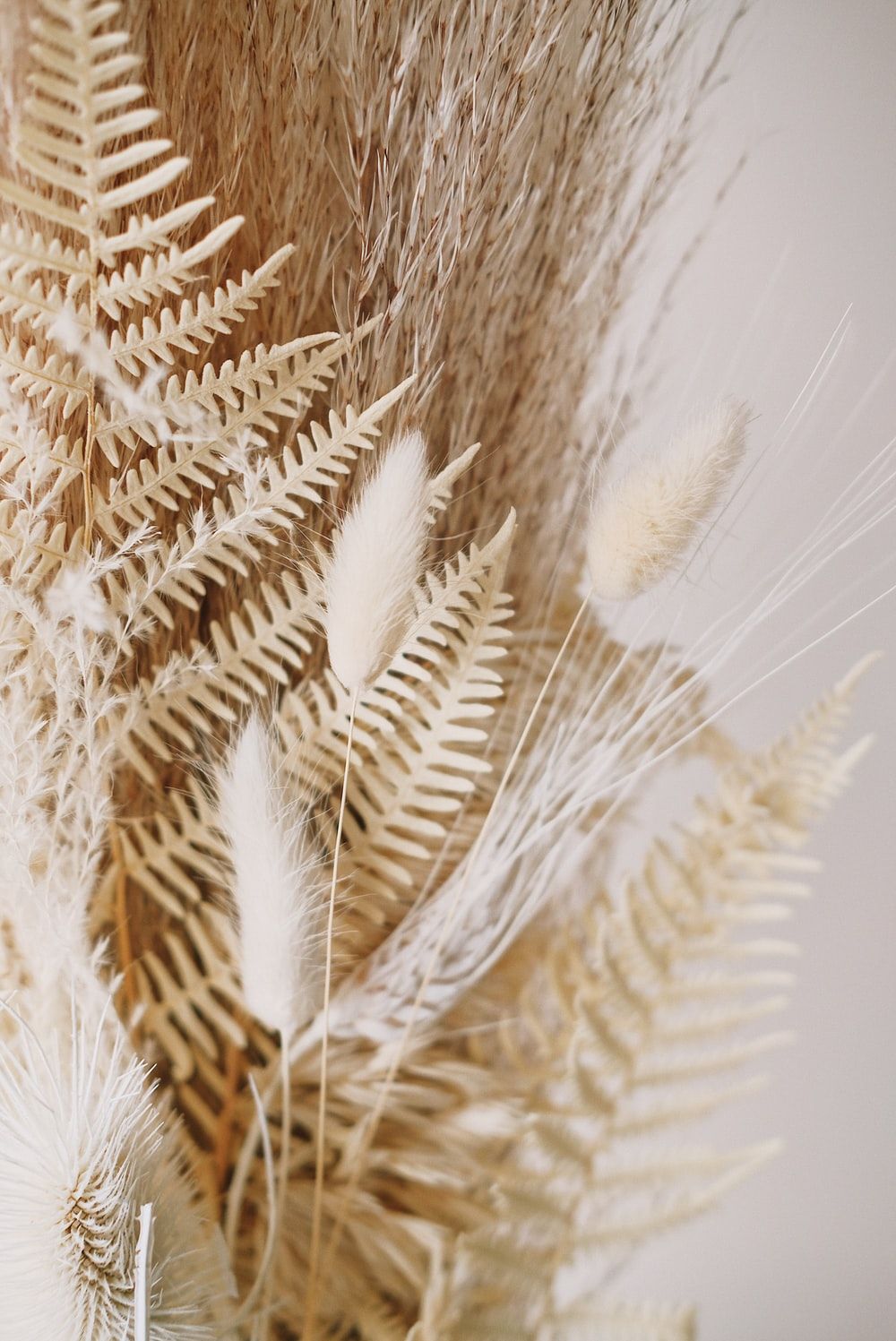 Pampas Grass Background