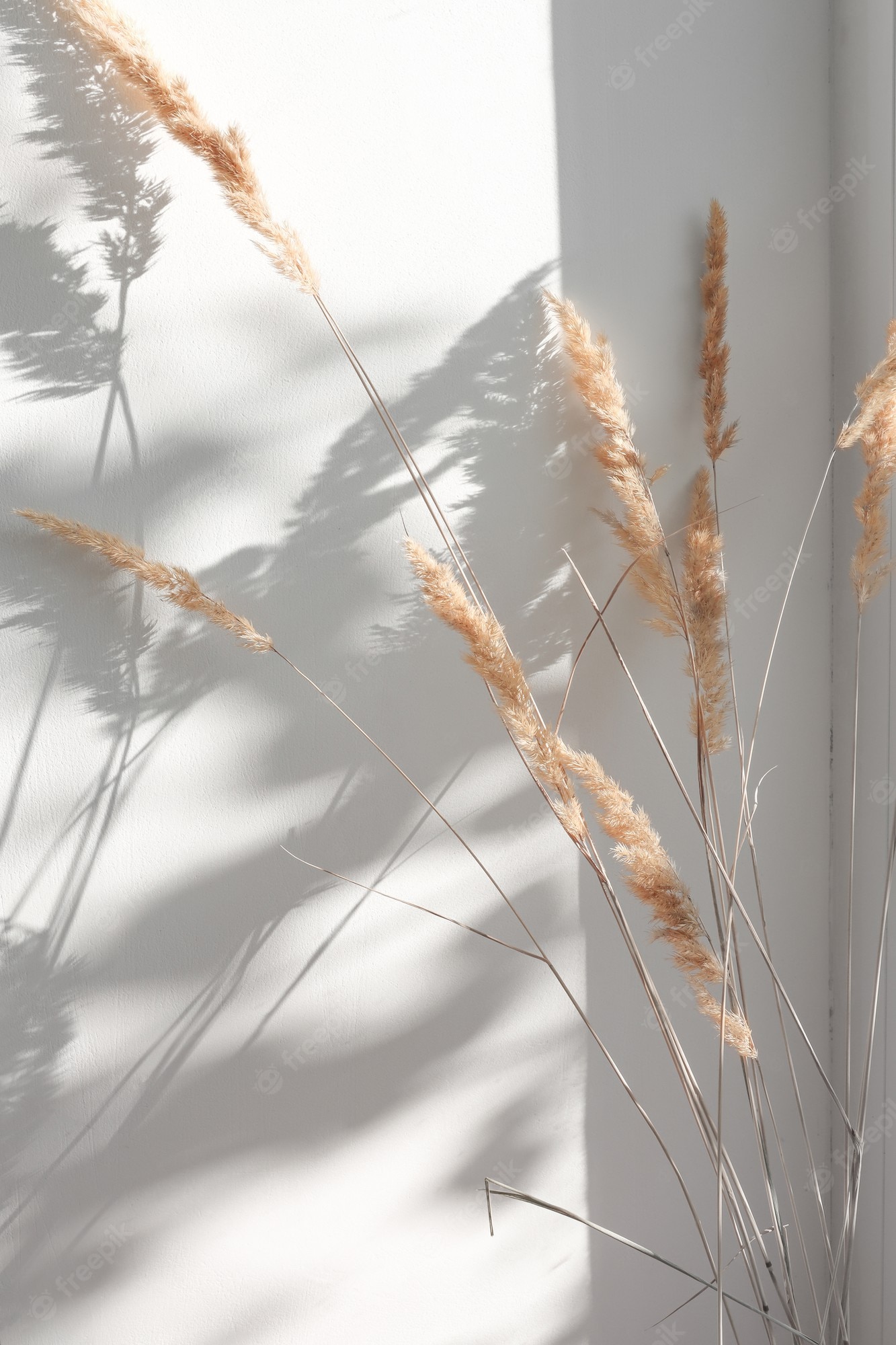 Pampas Grass Background