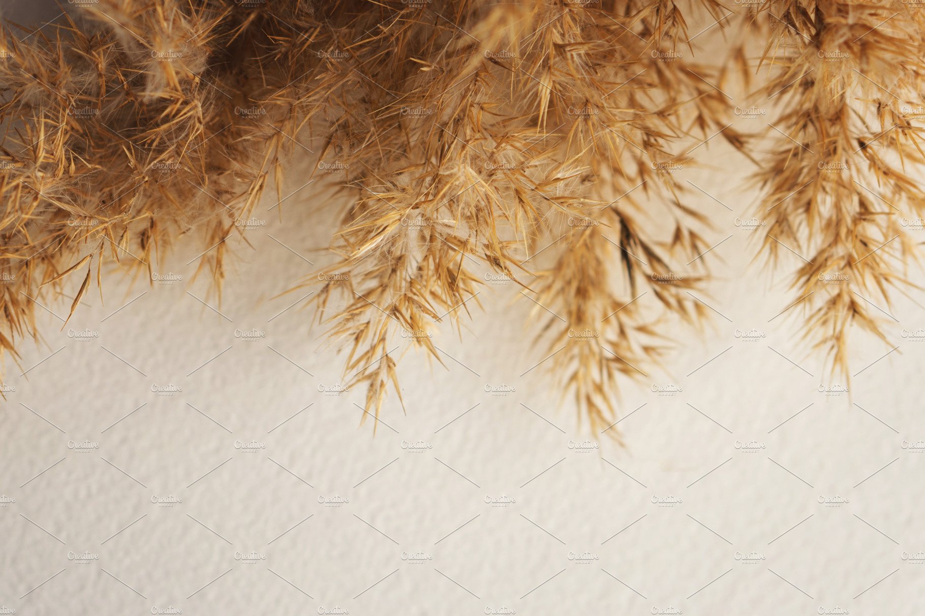 Pampas Grass Background