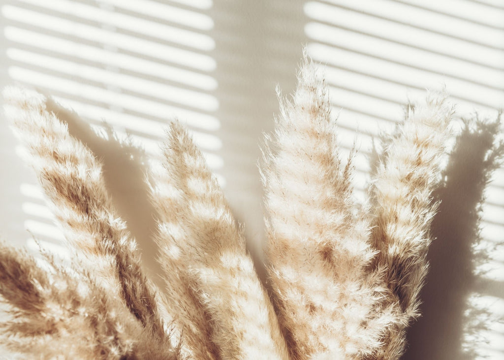 Pampas Grass Background