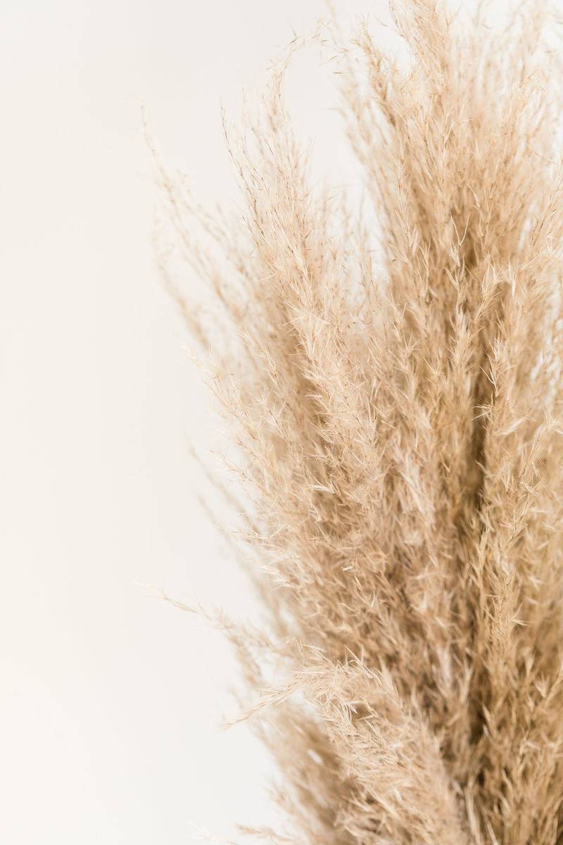 Pampas Grass Background