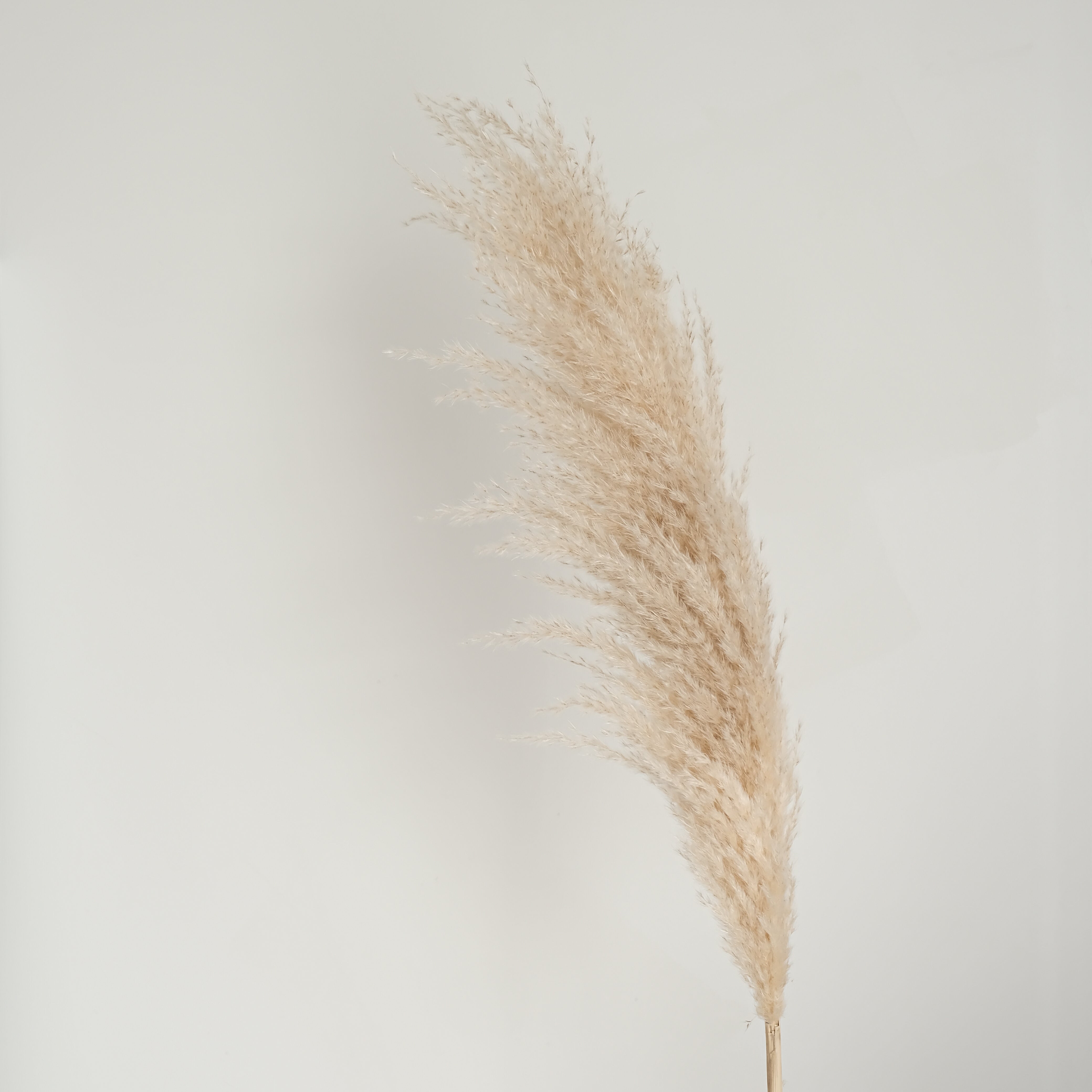 Pampas Grass Background