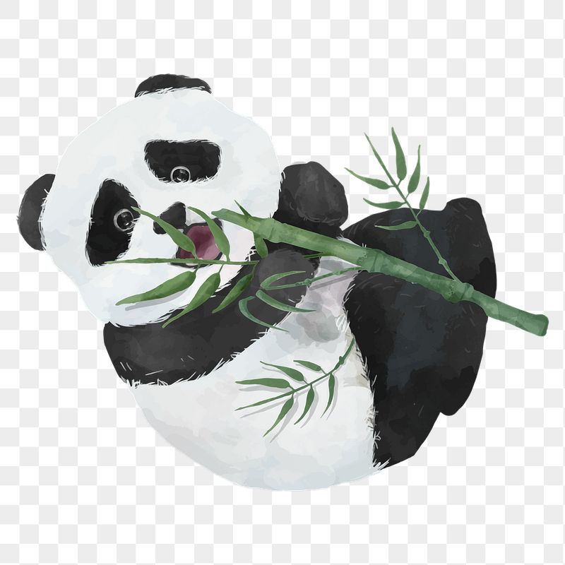 Panda Bear Wallpapers
