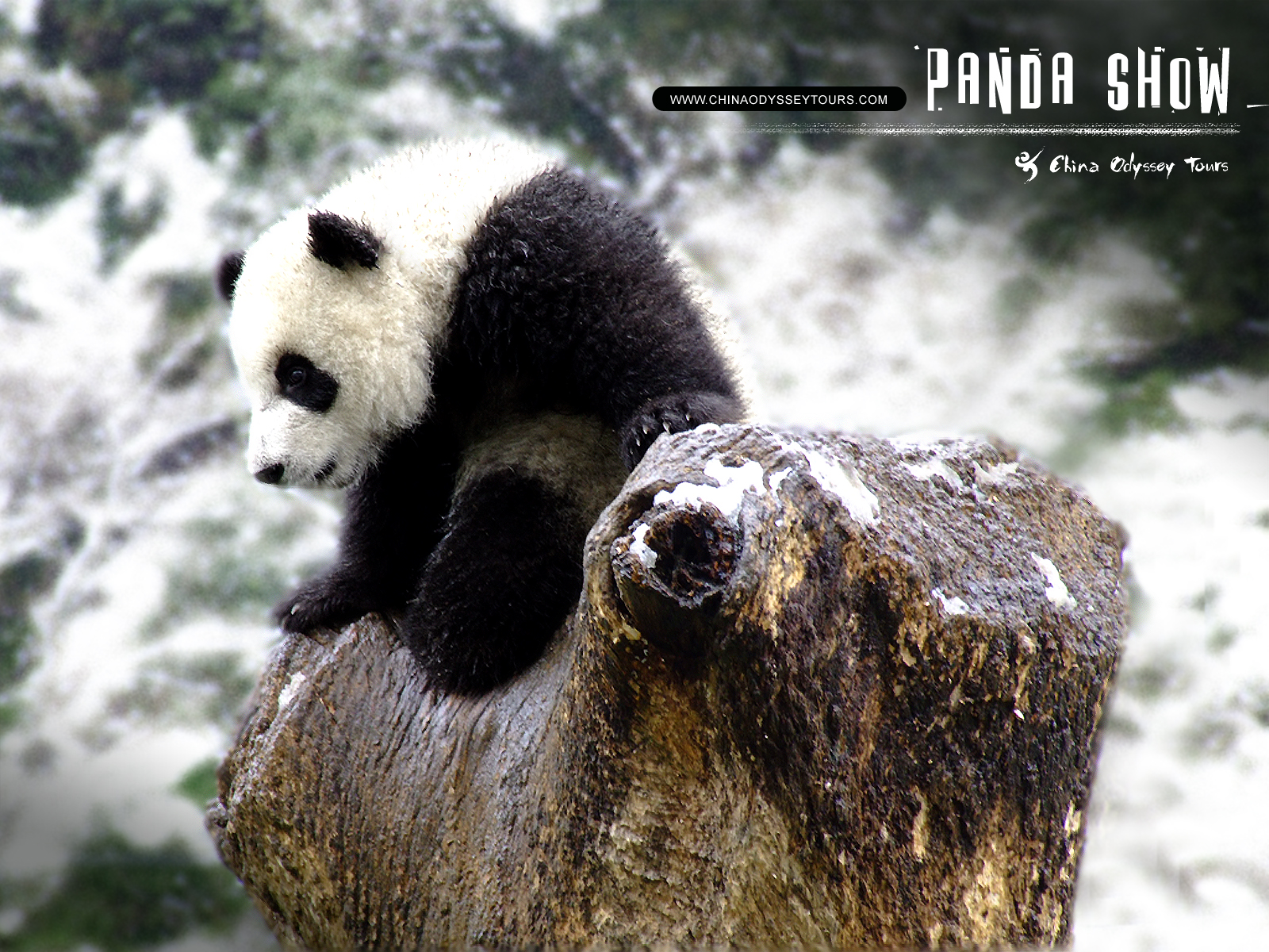 Panda Bears Wallpapers