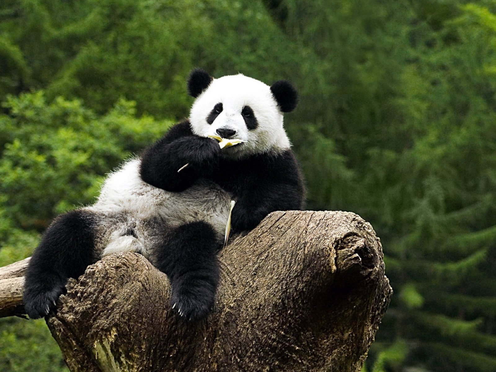 Panda Hd Wallpapers